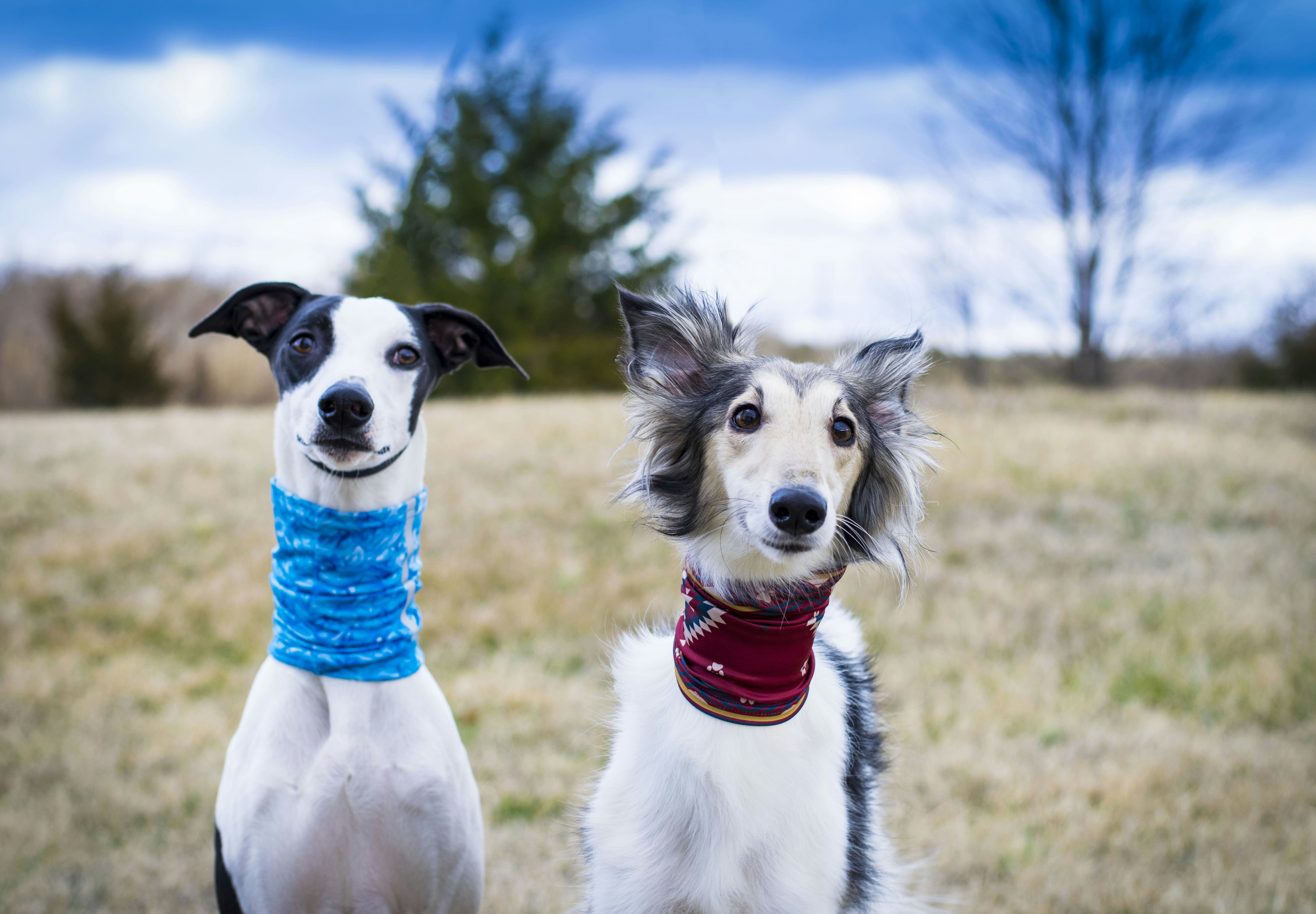 Two Dogs In Grass Field