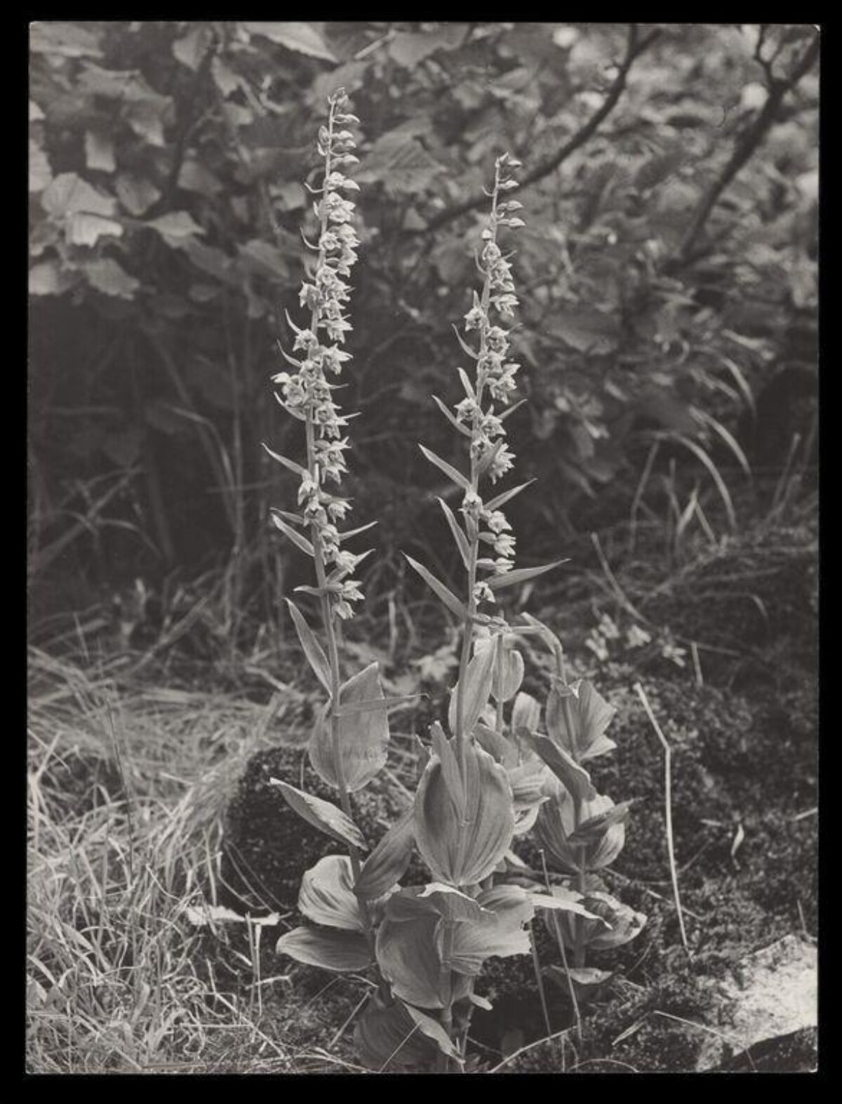 Two Tall Flowering Plants in Woodland