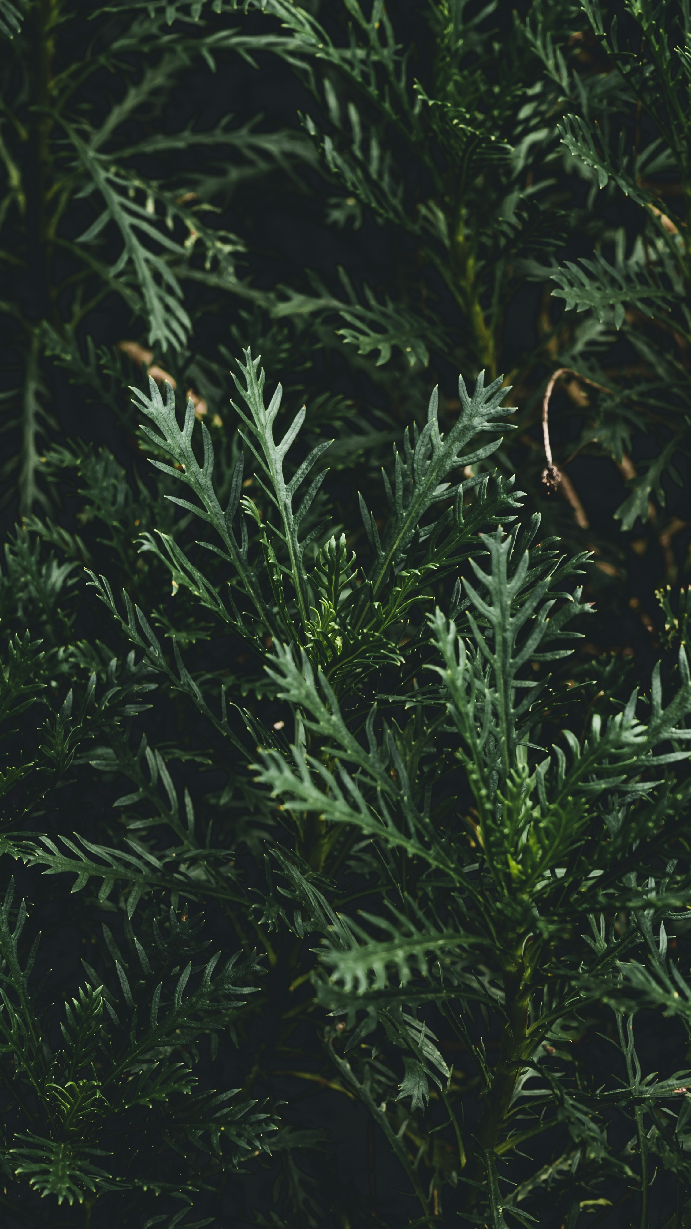 Wallpapers