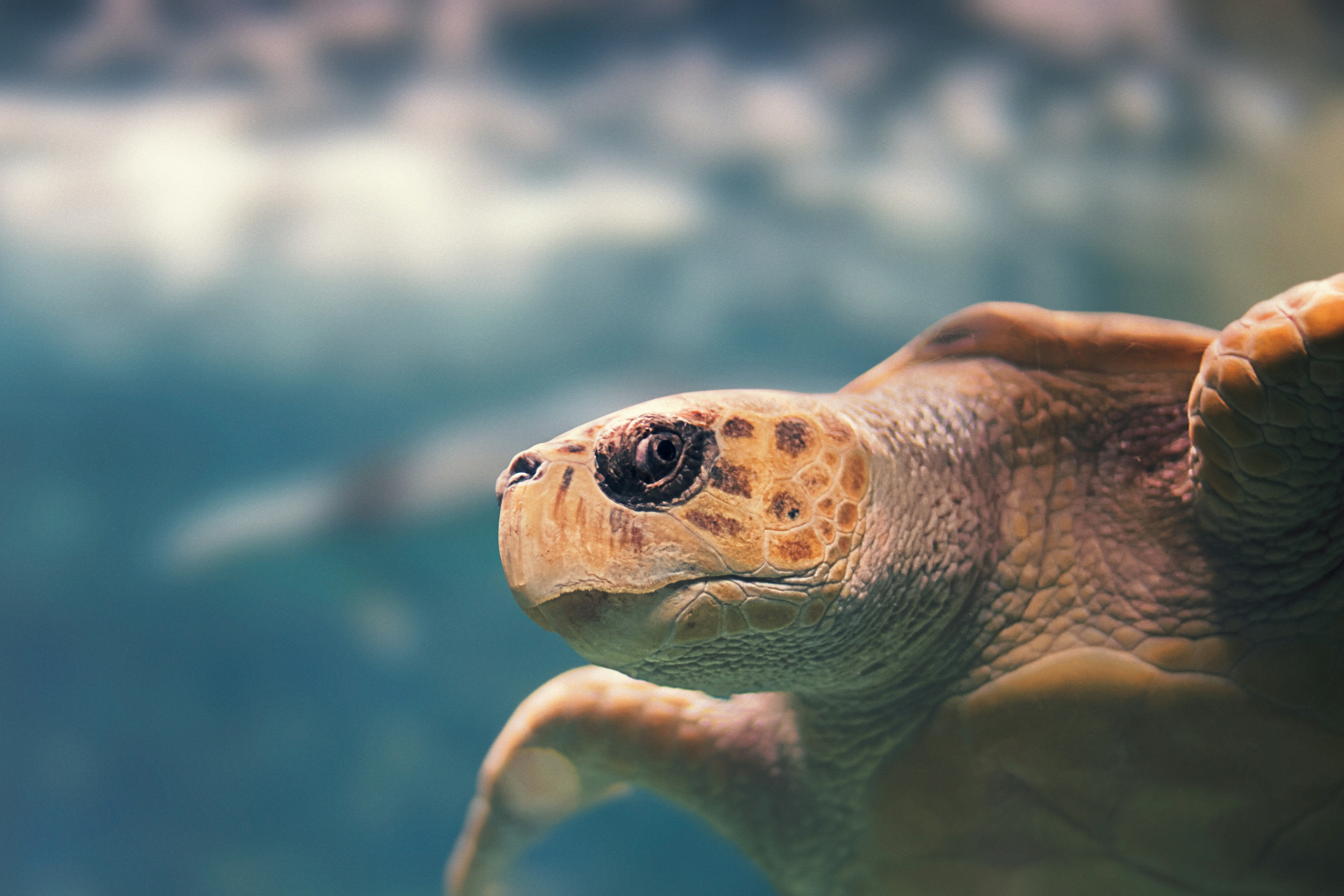 Underwater Close-up of Sea Turtle