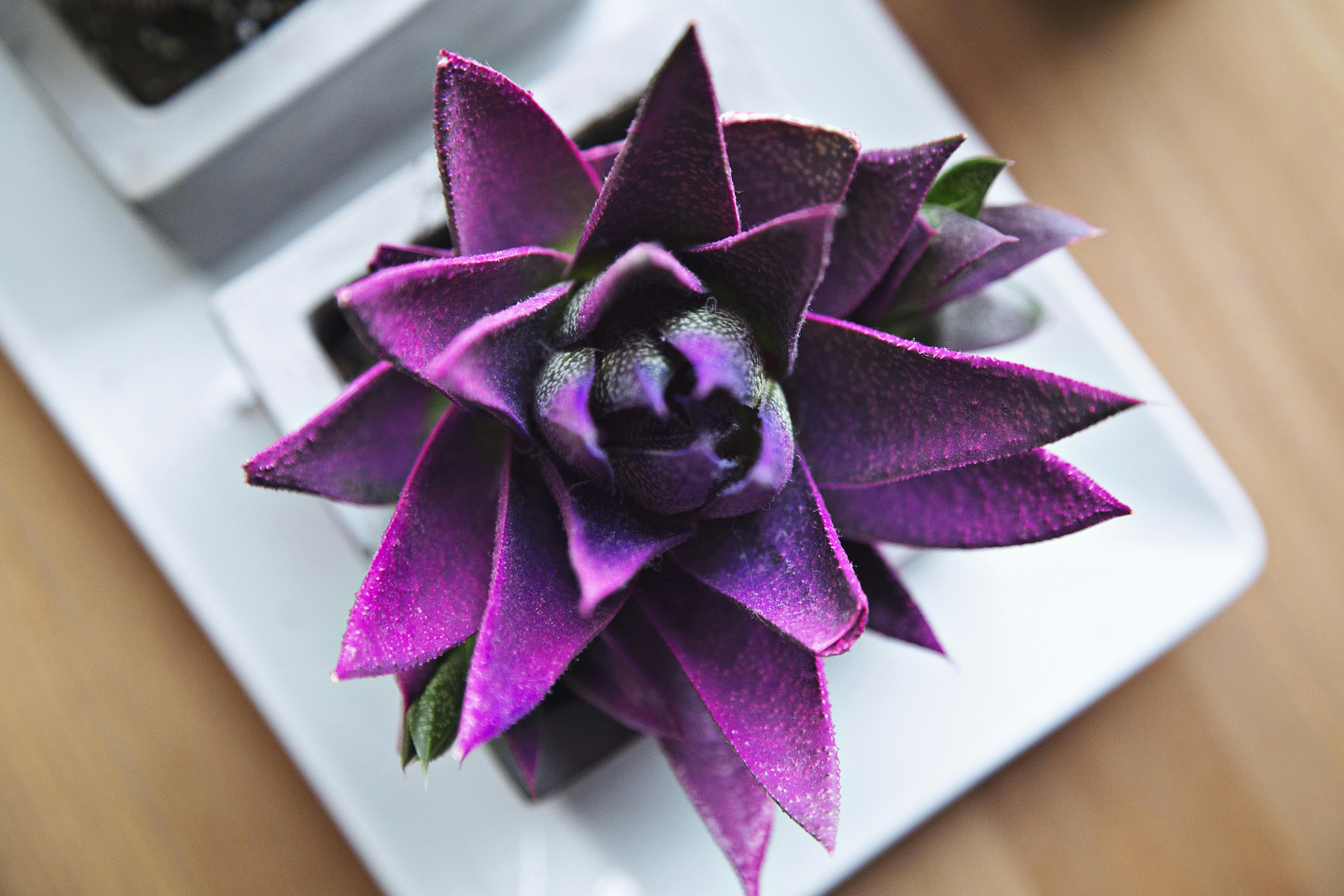 Vibrant Purple Potted Succulent