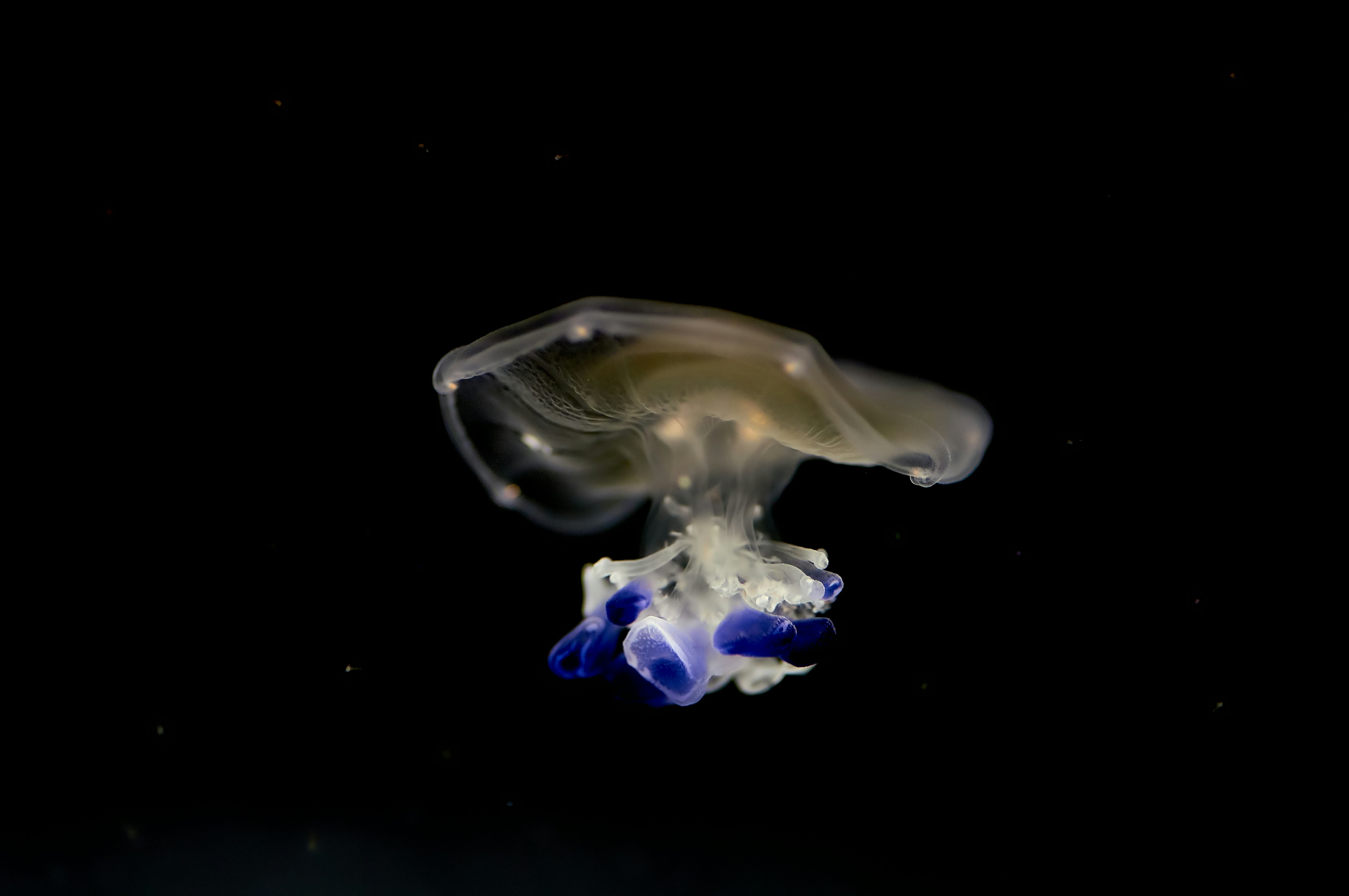 Translucent Jellyfish with Blue Accents