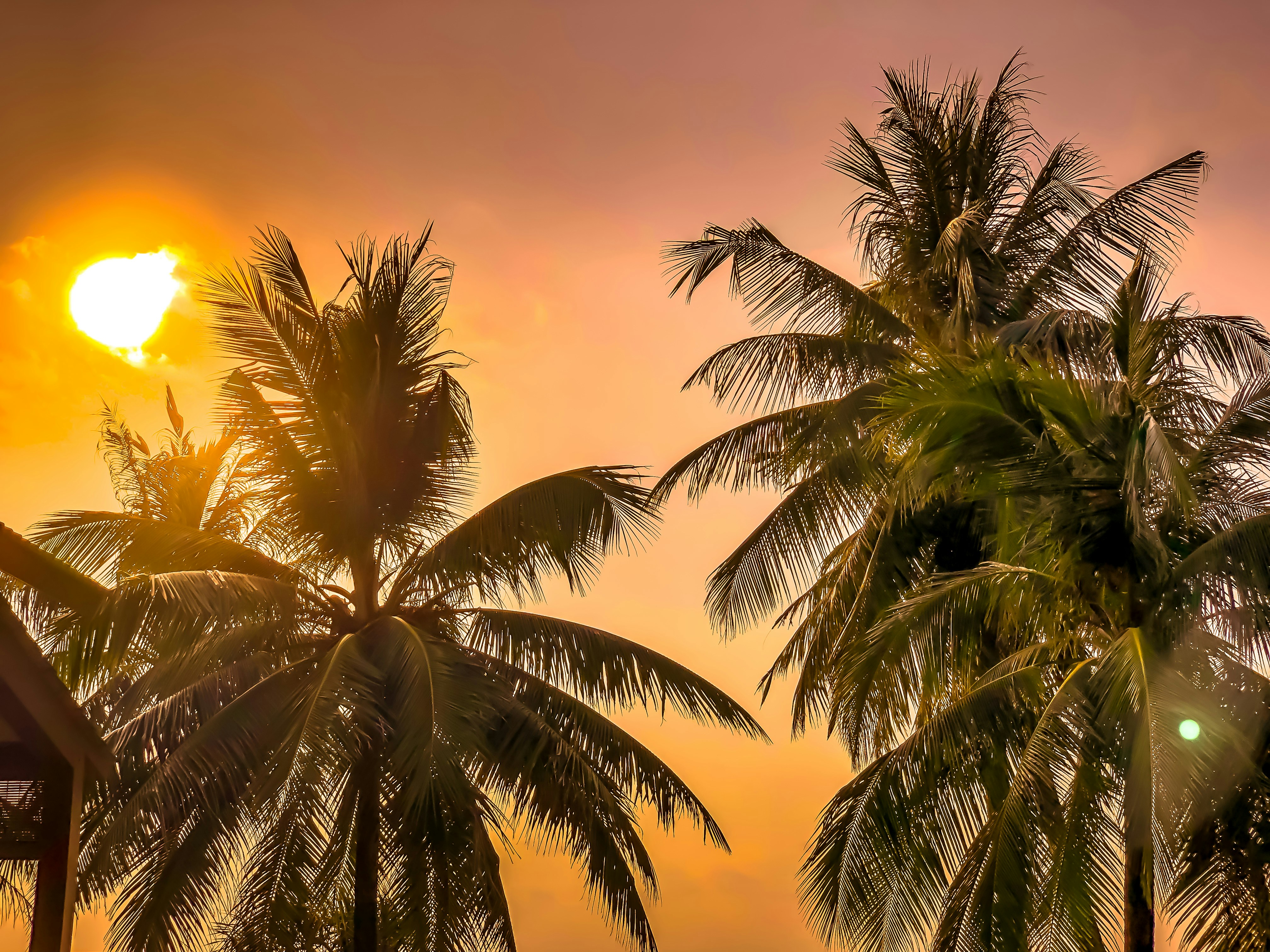 Tropical Coconut Palms At Sunset