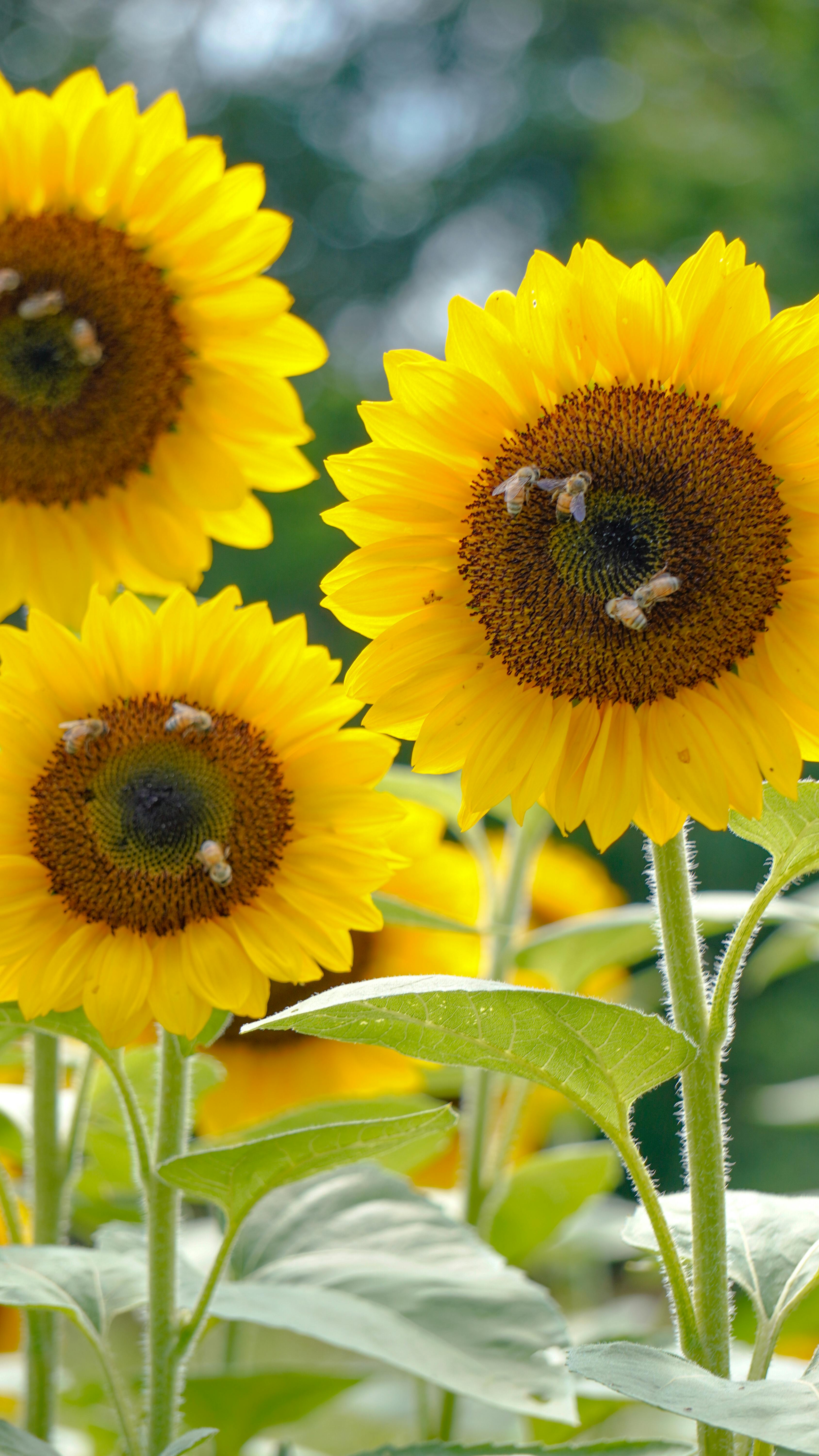 Bees on Blooming Sunflowers