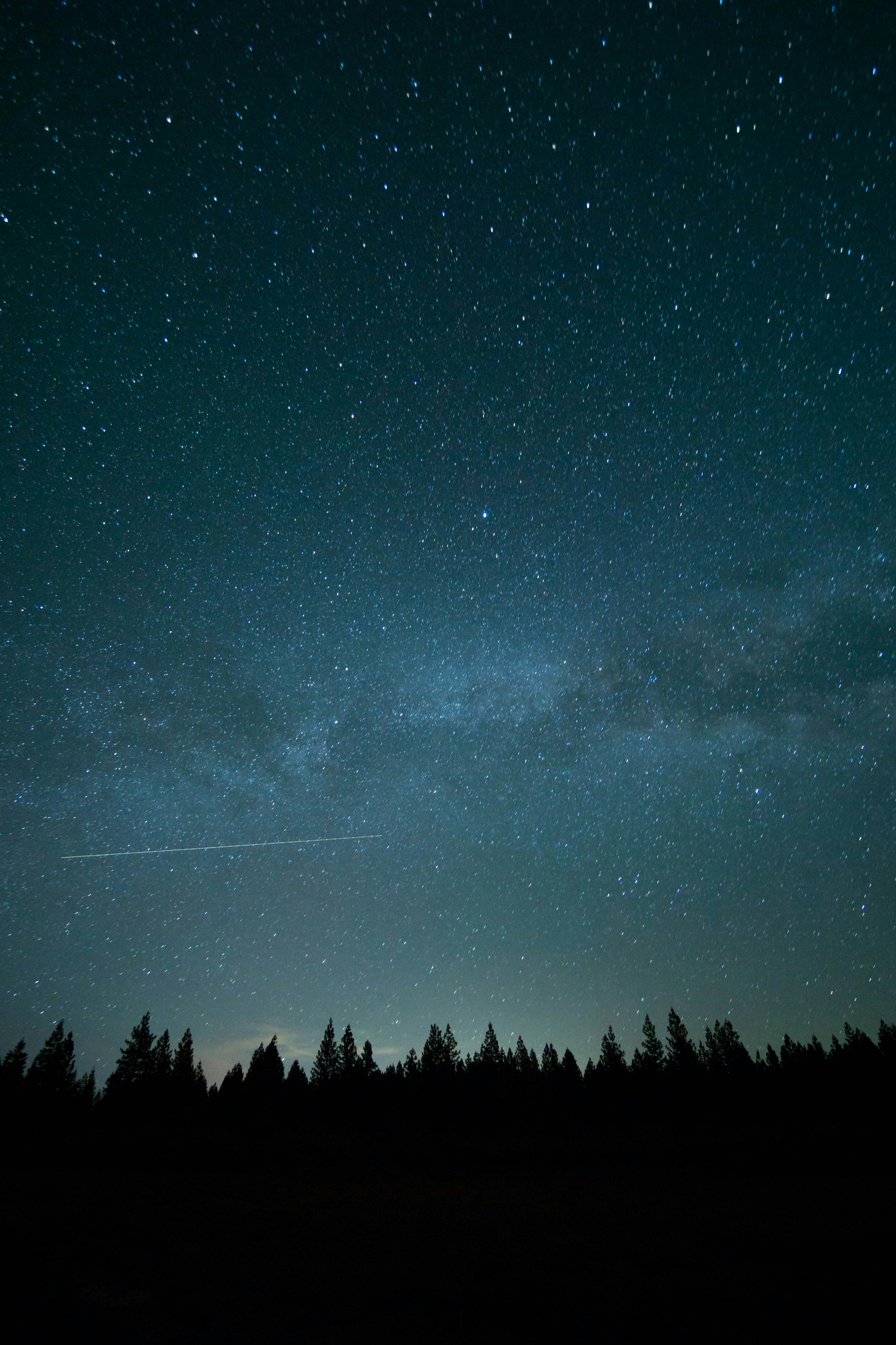 Starry Night Sky Over Forest