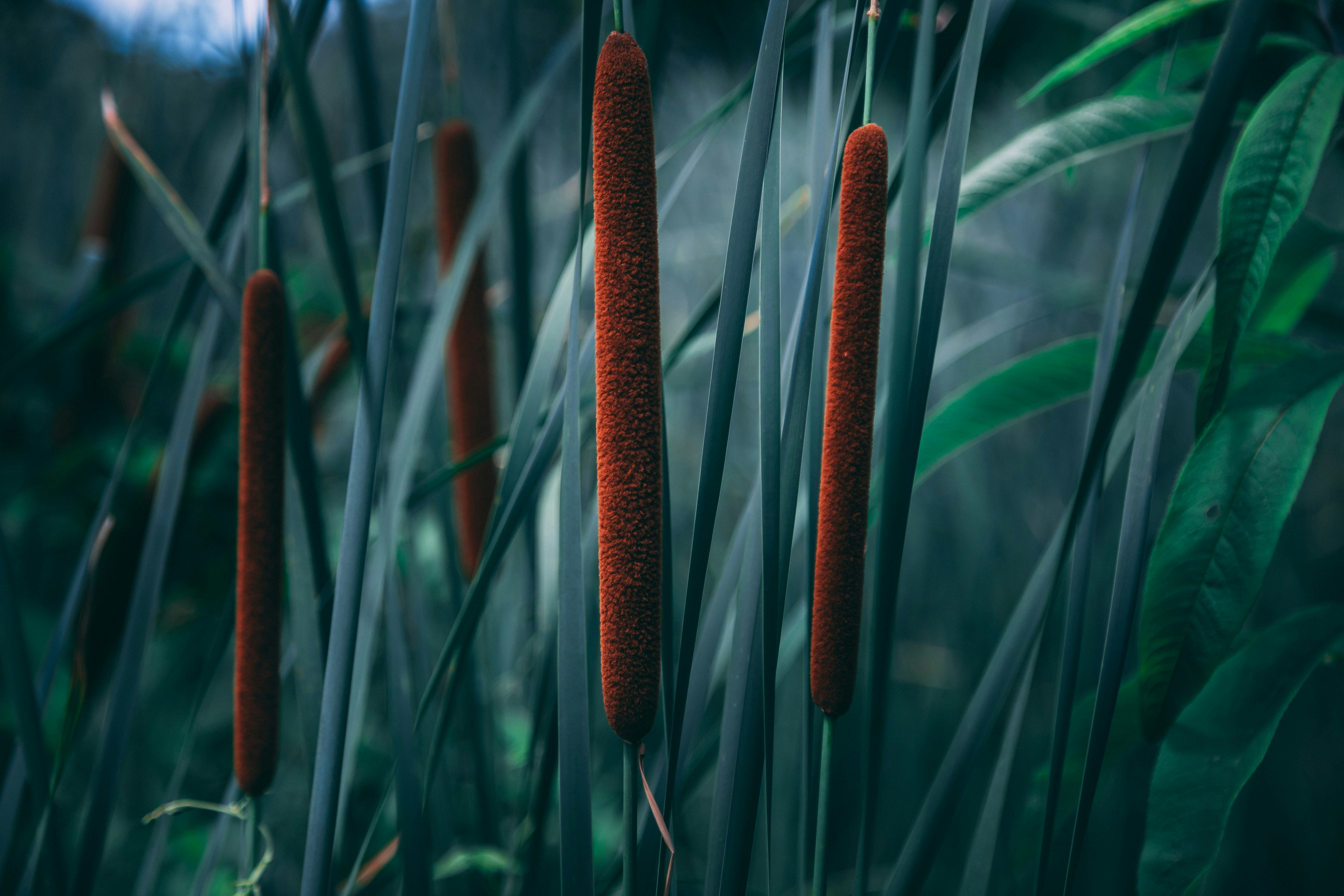 Wild Cattails Among Grasses