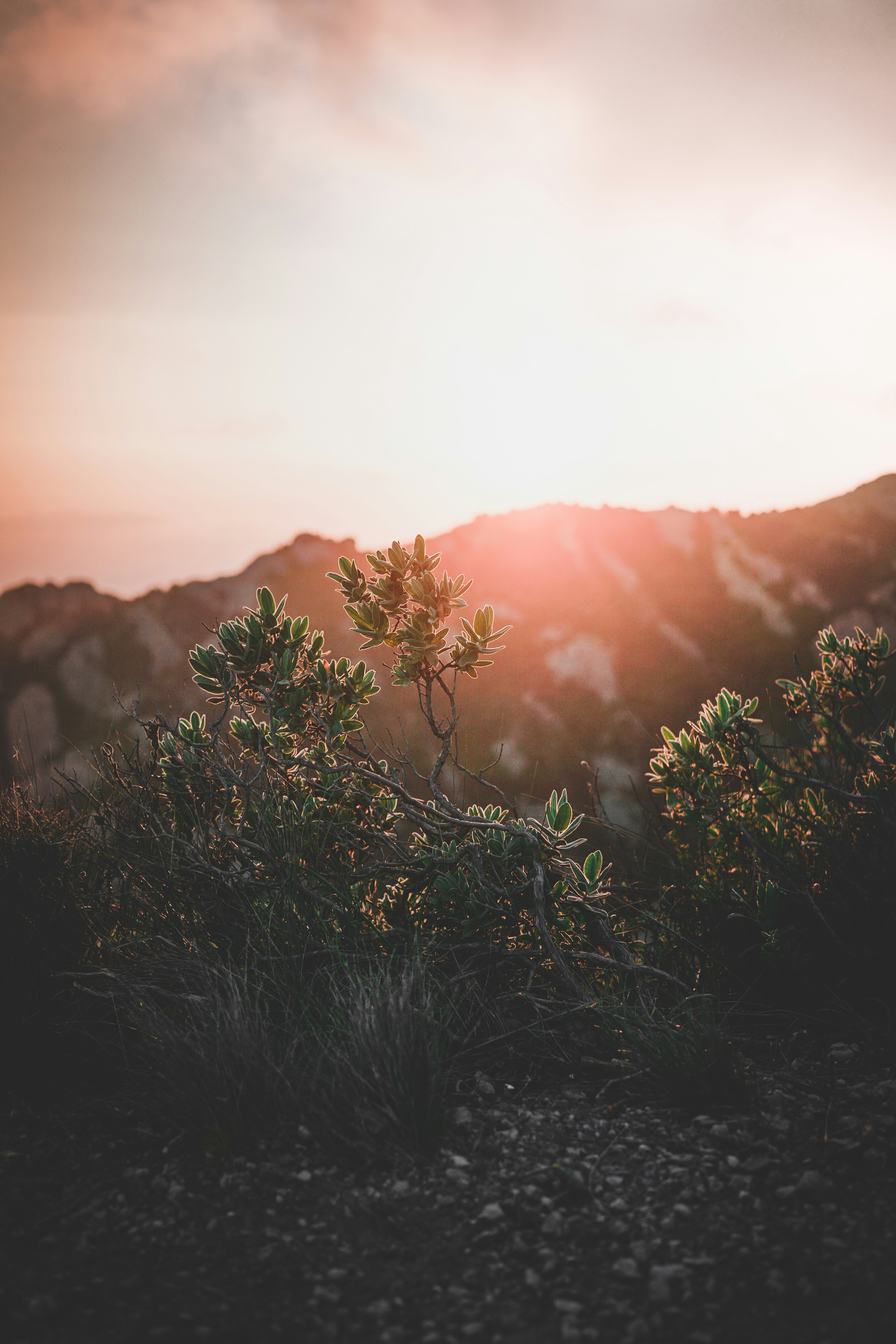 Mountain Shrubs at Sunset