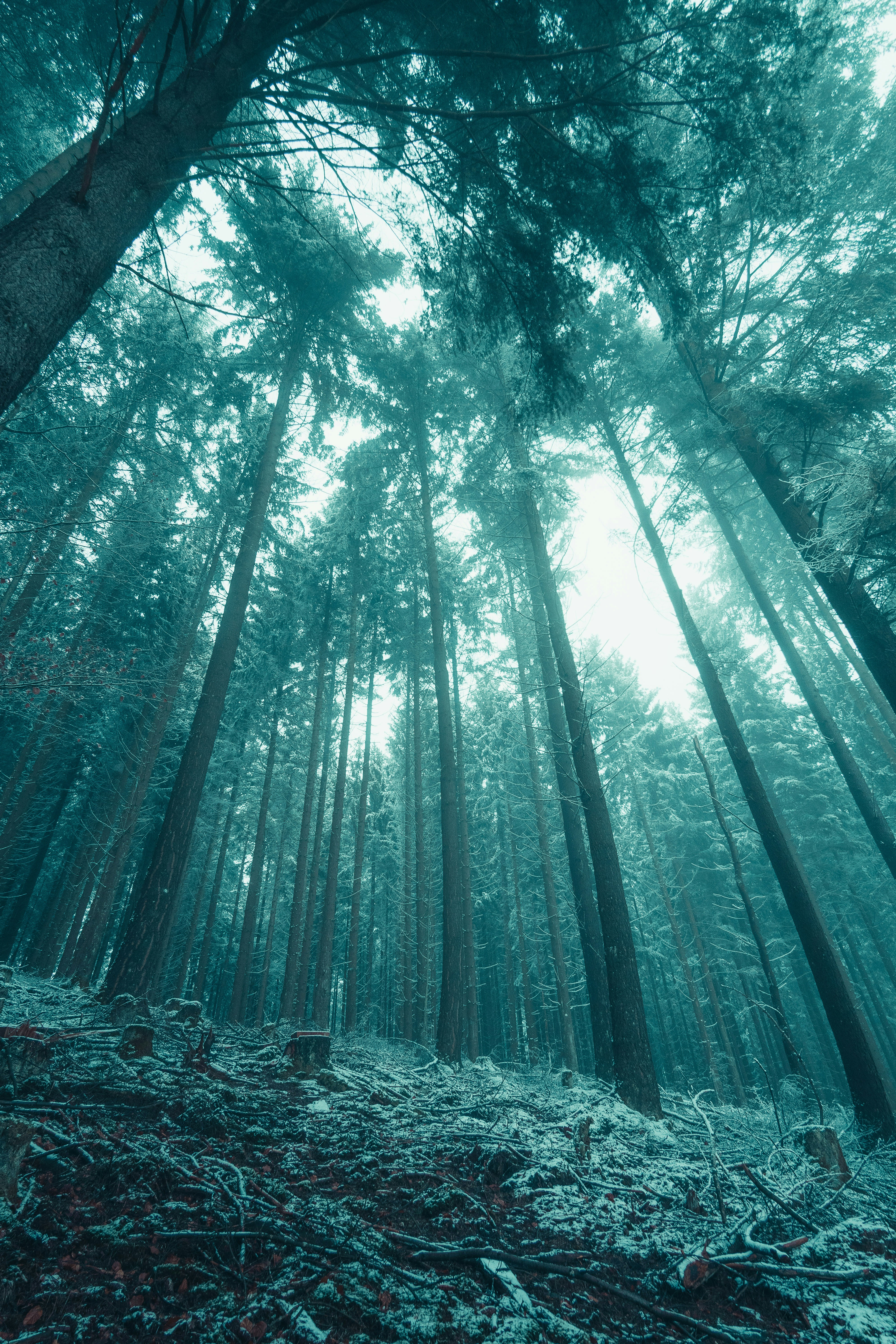 Frosty Tall Coniferous Forest
