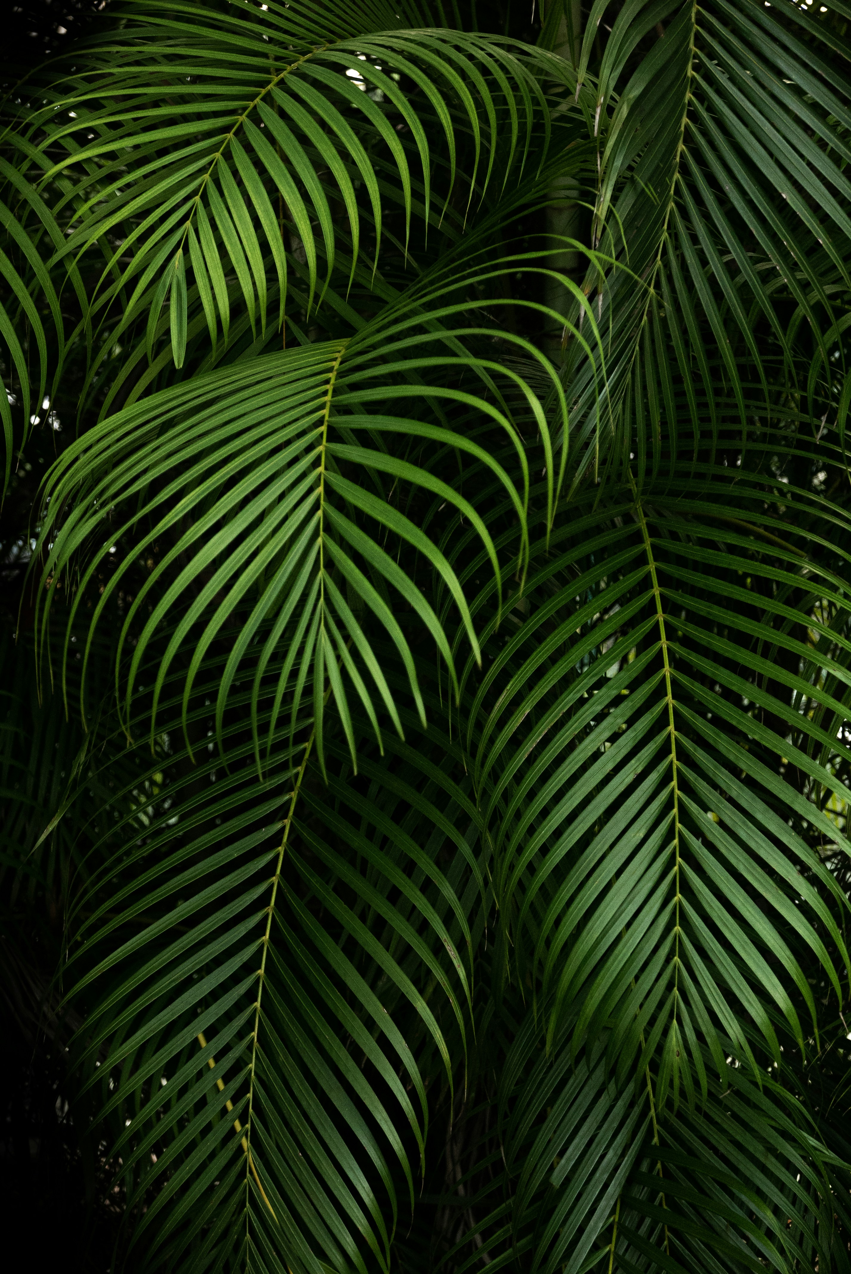 Overlapping Palm Fronds