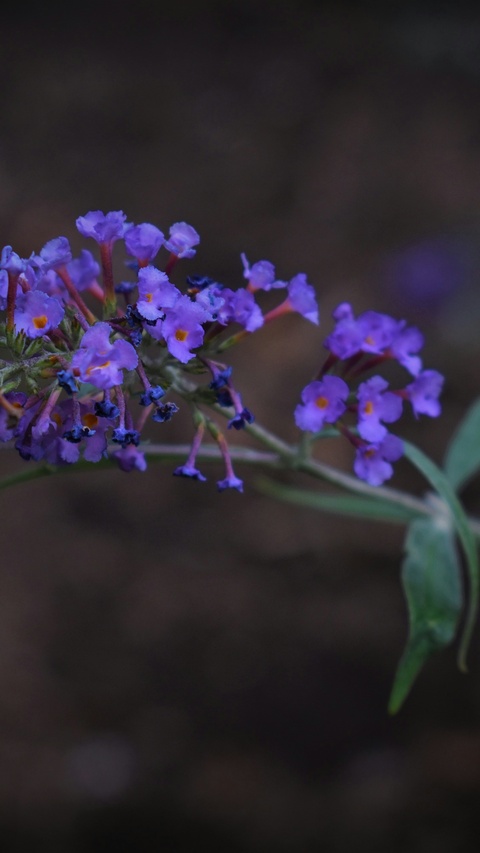 Purple Butterfly Bush Flowers
