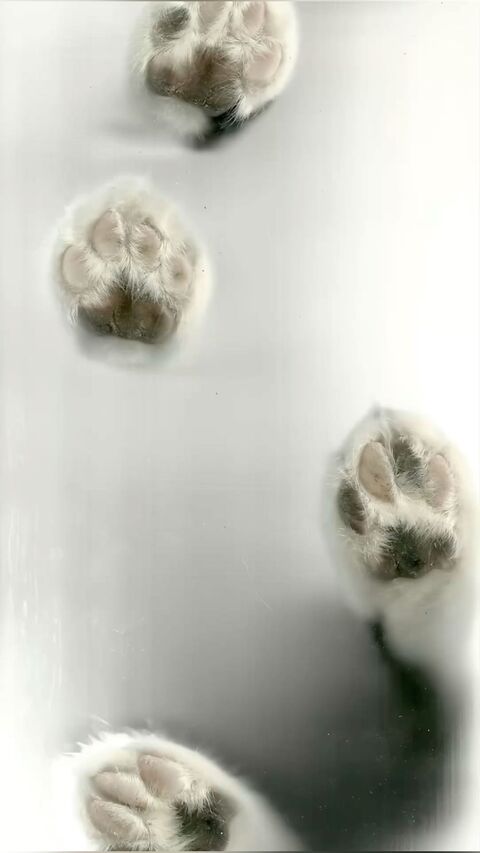 Image 1585961 — Avatars