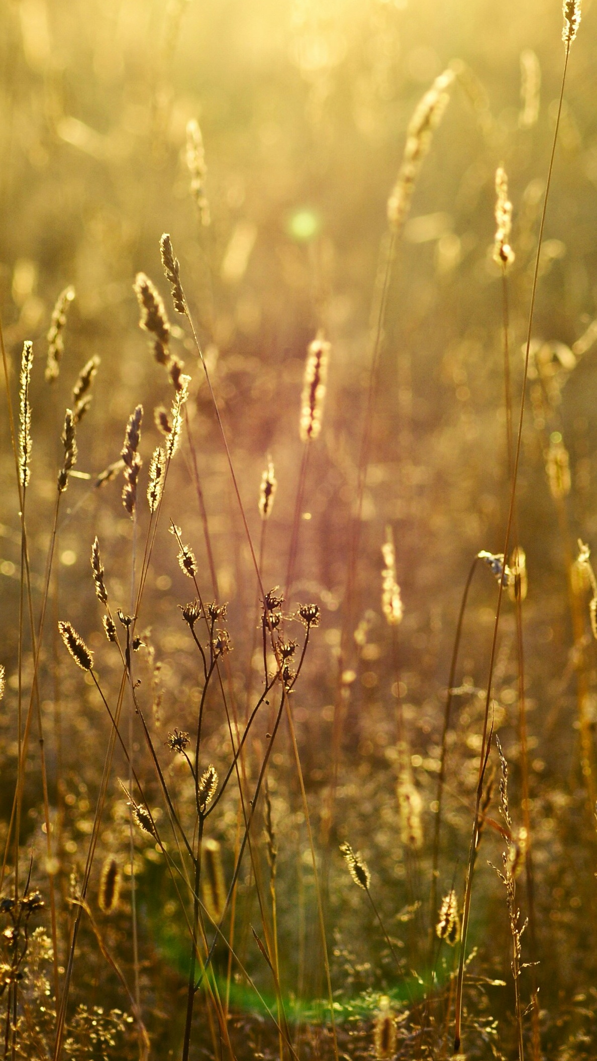 Wallpapers