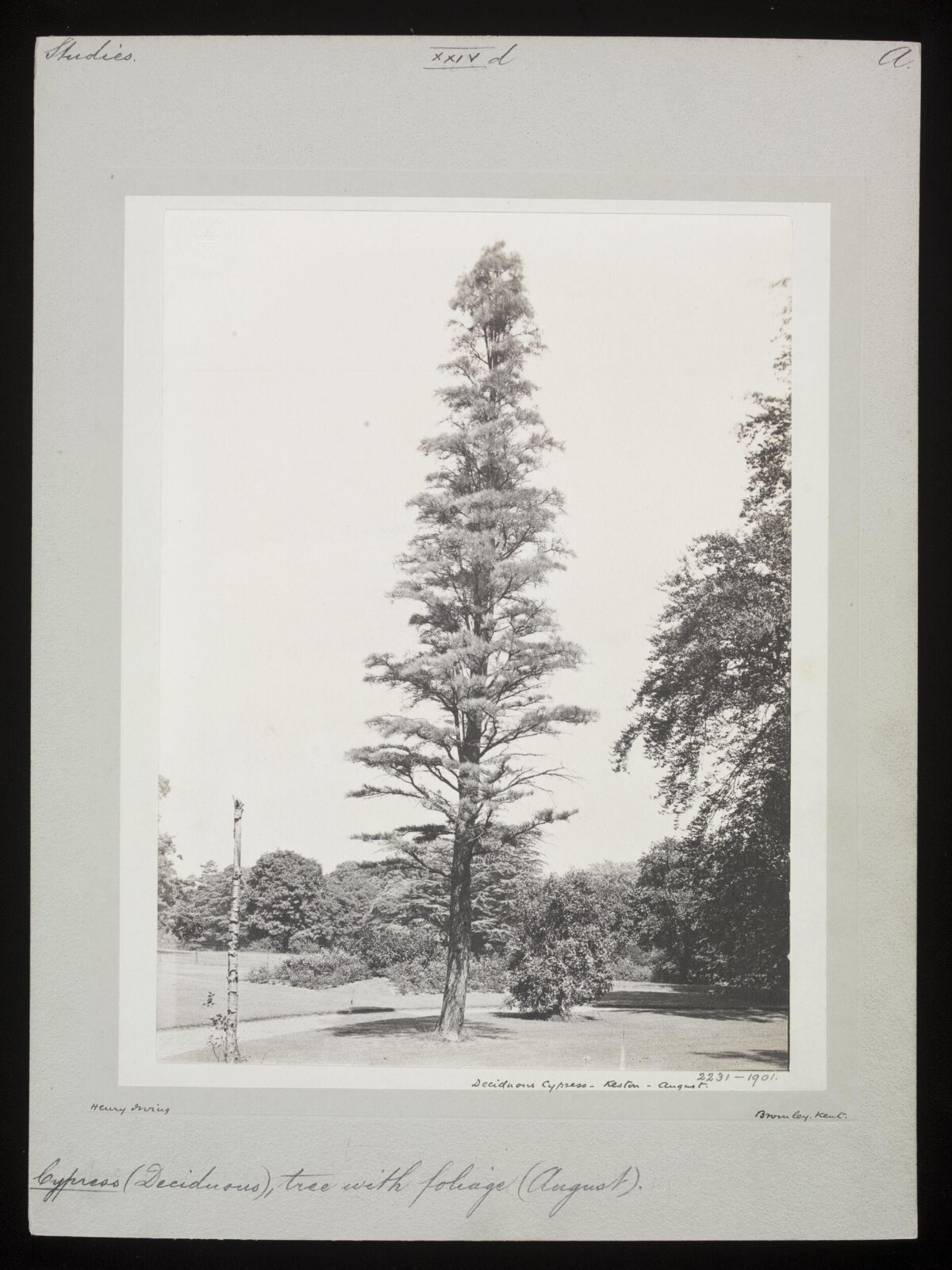 Deciduous Cypress Tree at Keston 1901