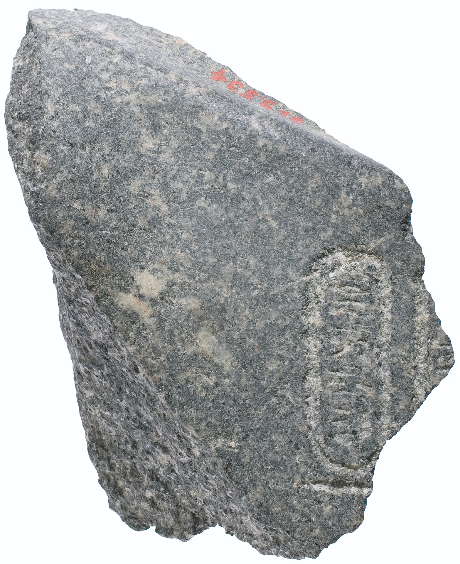 Gray Granite Rock Specimen