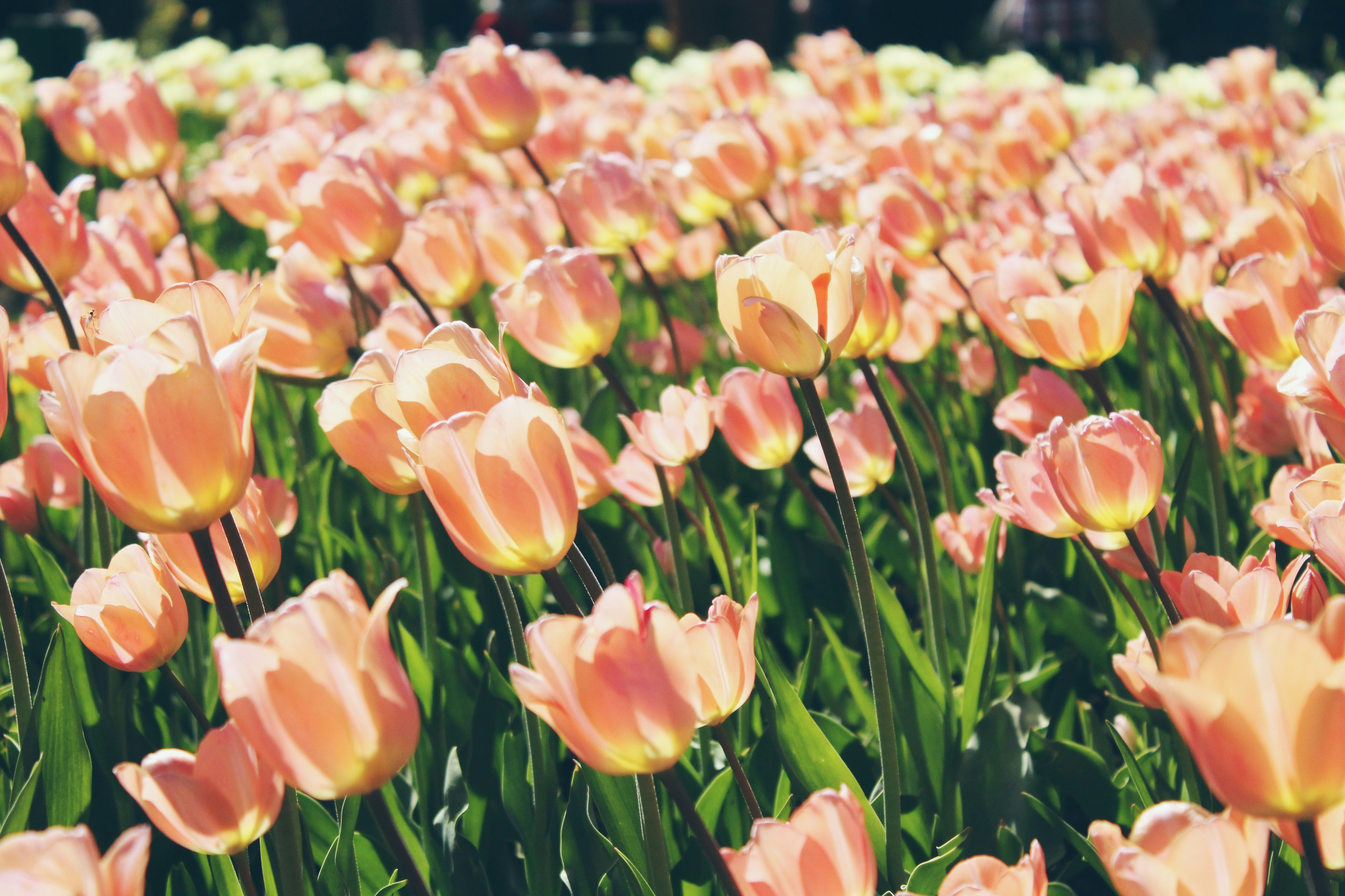 Sunlit Peach Tulip Field