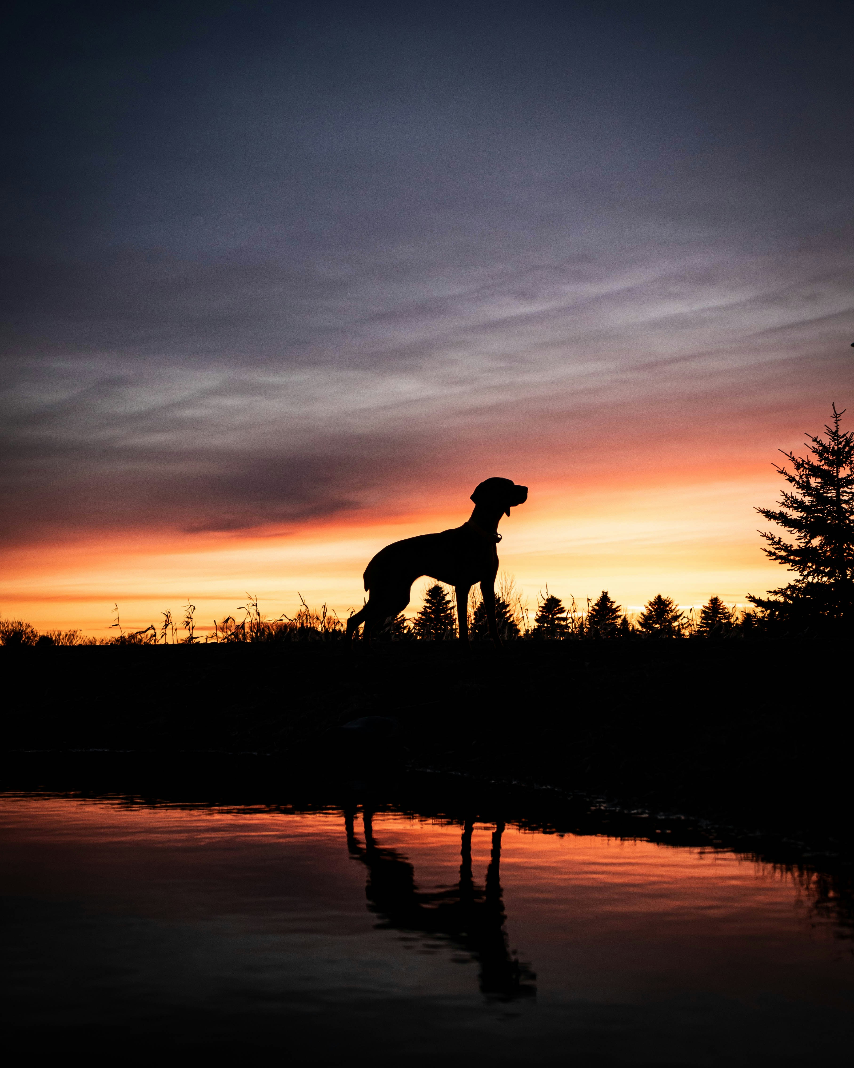 Dog Silhouette at Sunset by Water