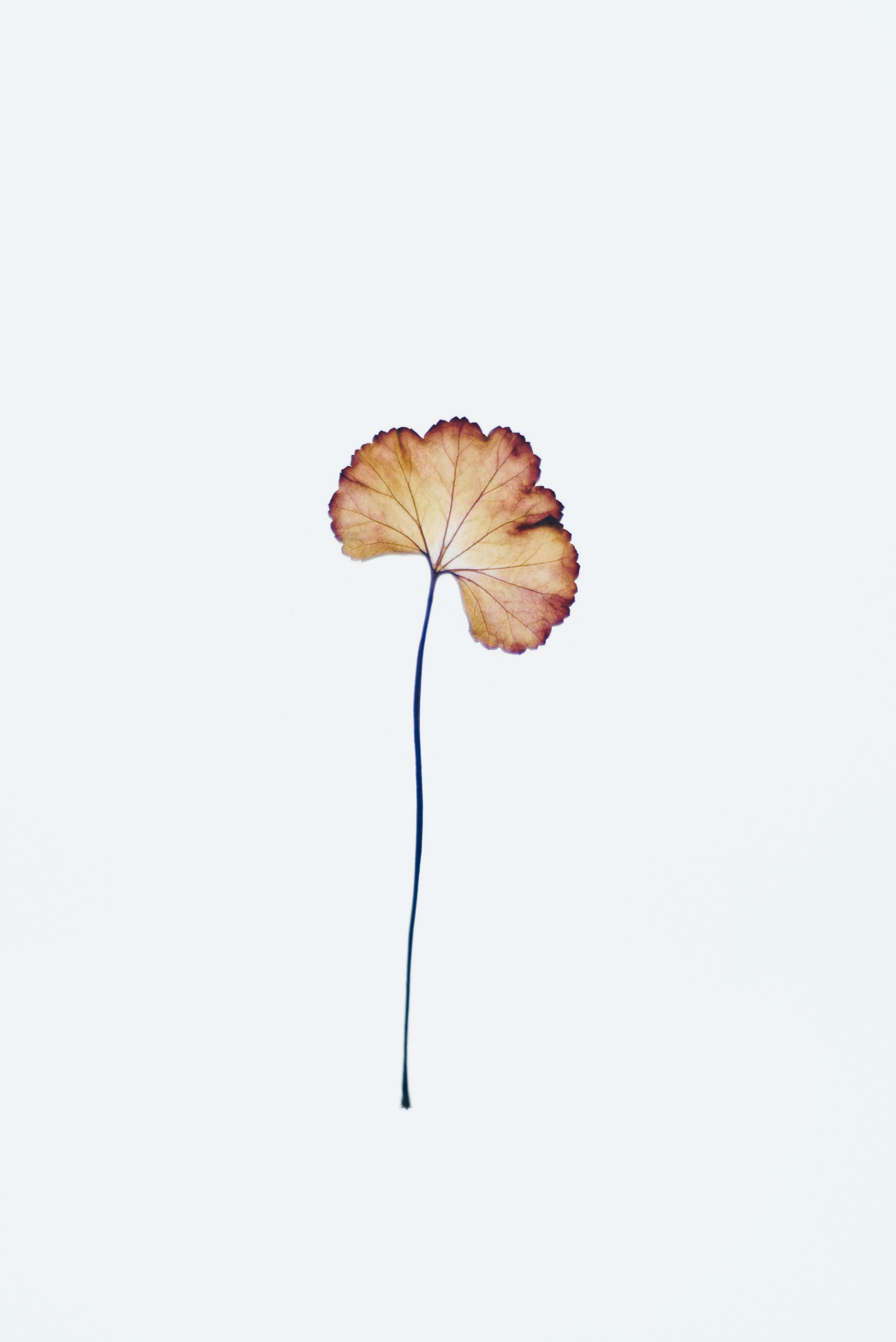 Dried Fan-shaped Leaf on White Background