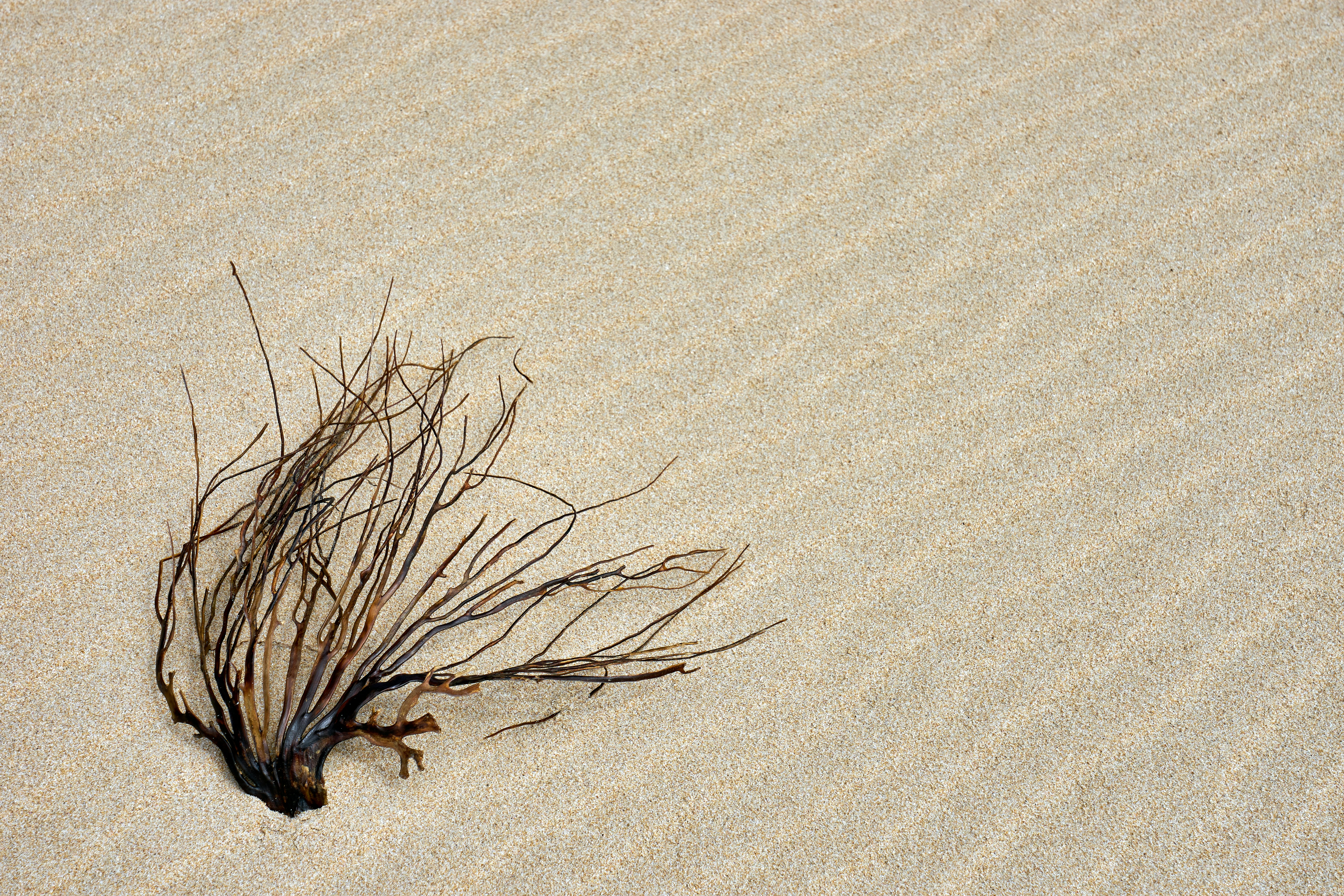 Dried Seaweed on Sandy Beach