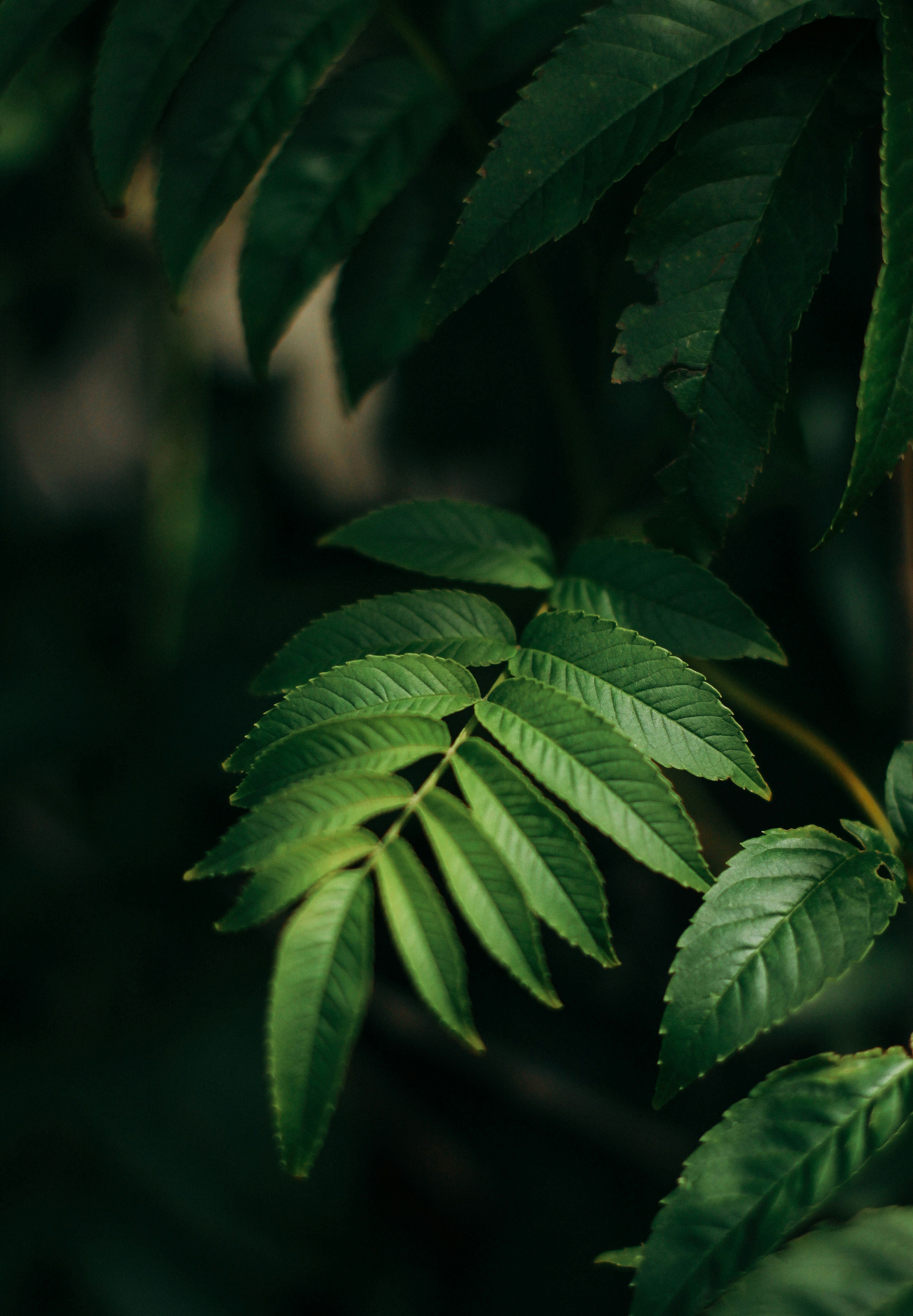 Close-up of Compound Green Leaves