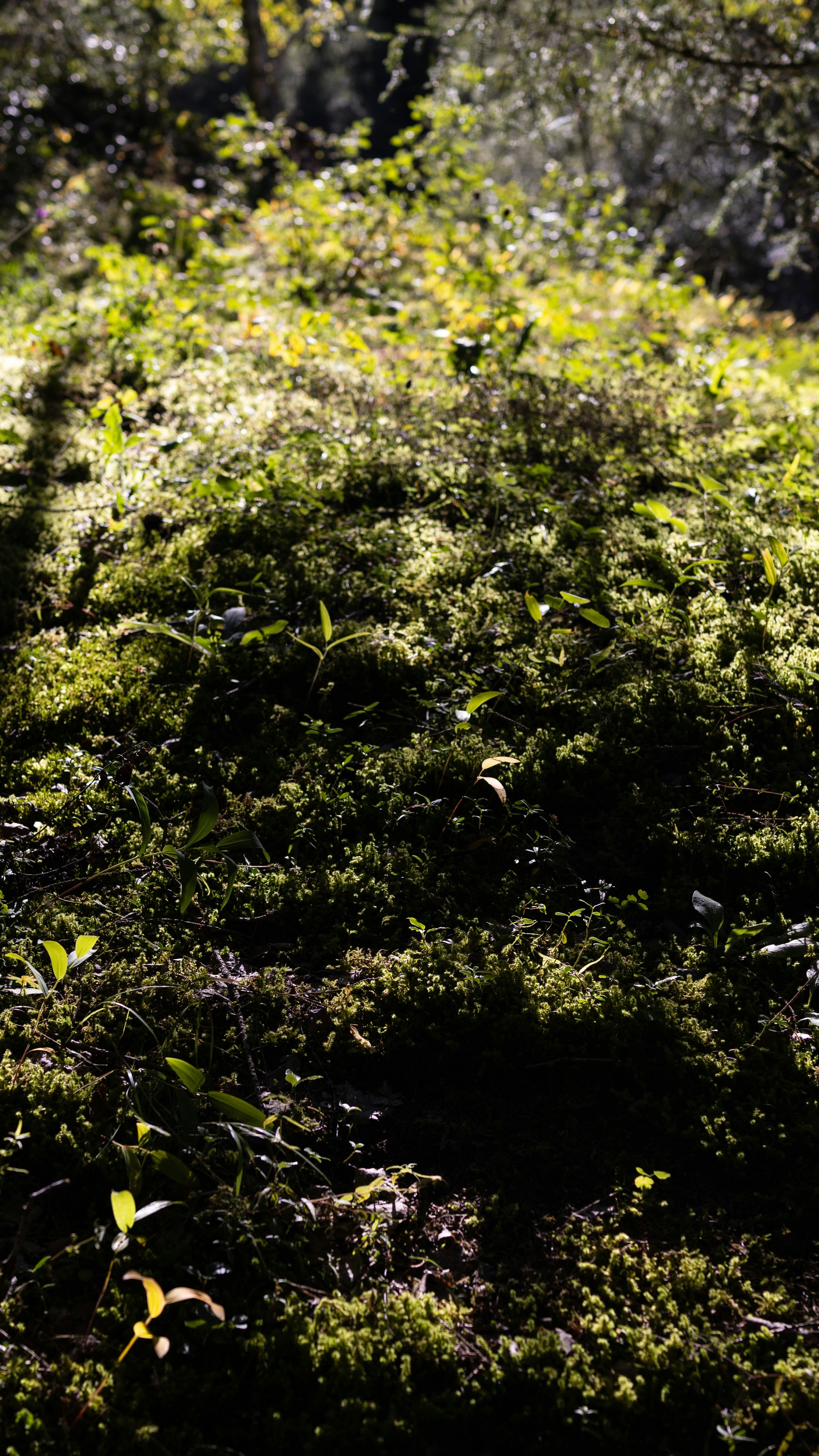Sunlit Mossy Forest Floor