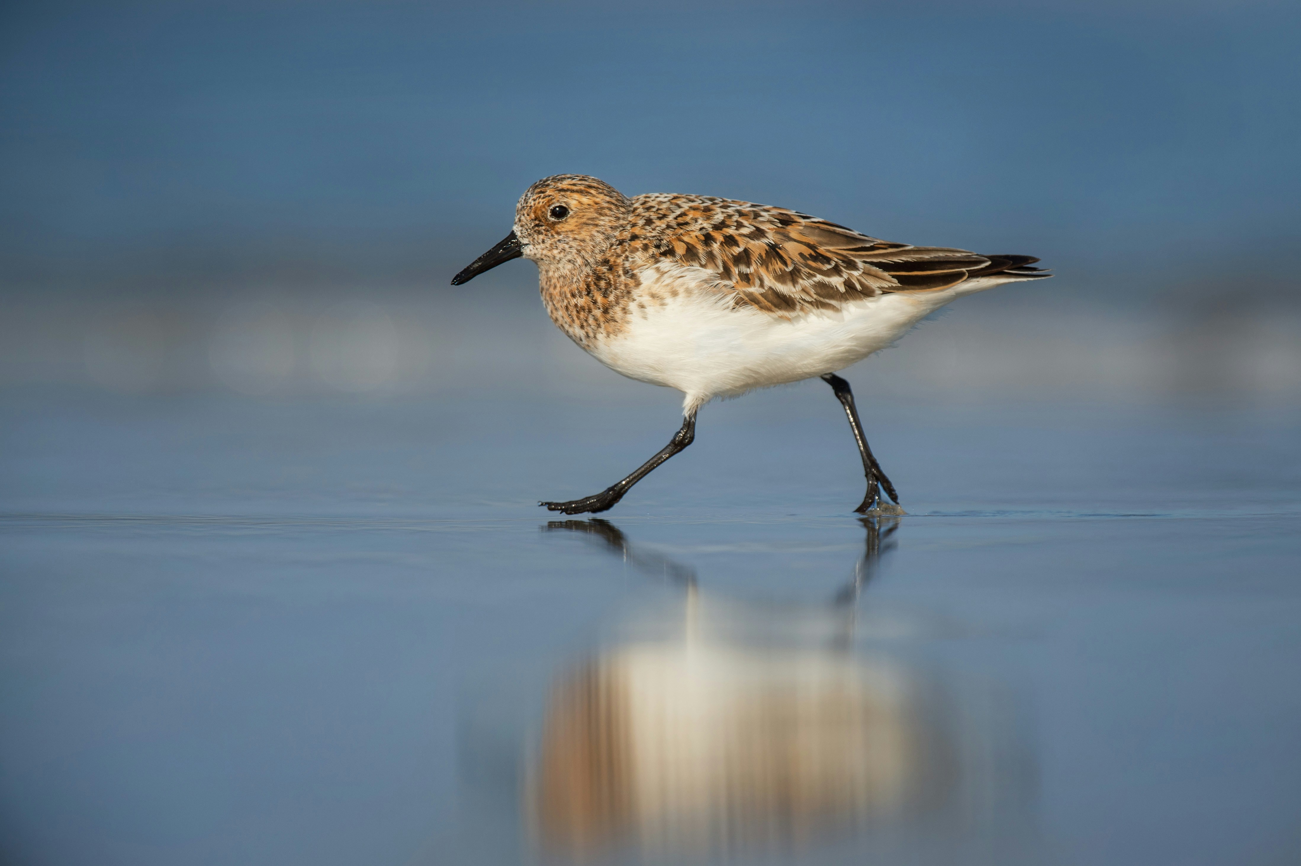 Sanderling Walking on Wet Beach