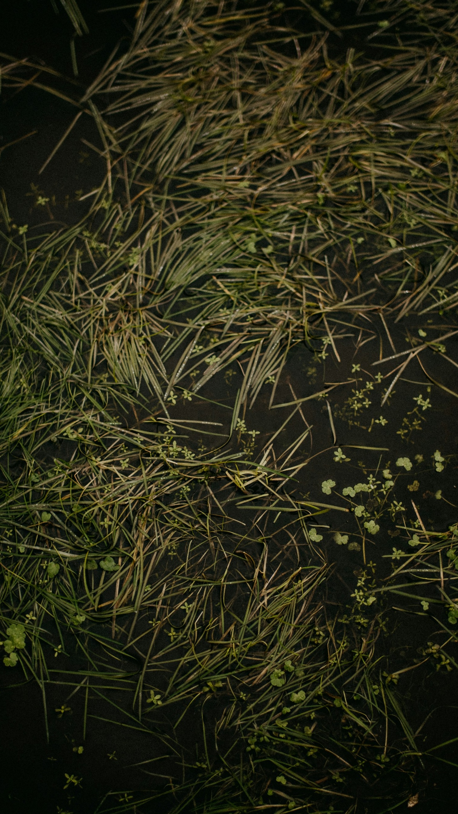 Aquatic Grass on Dark Water