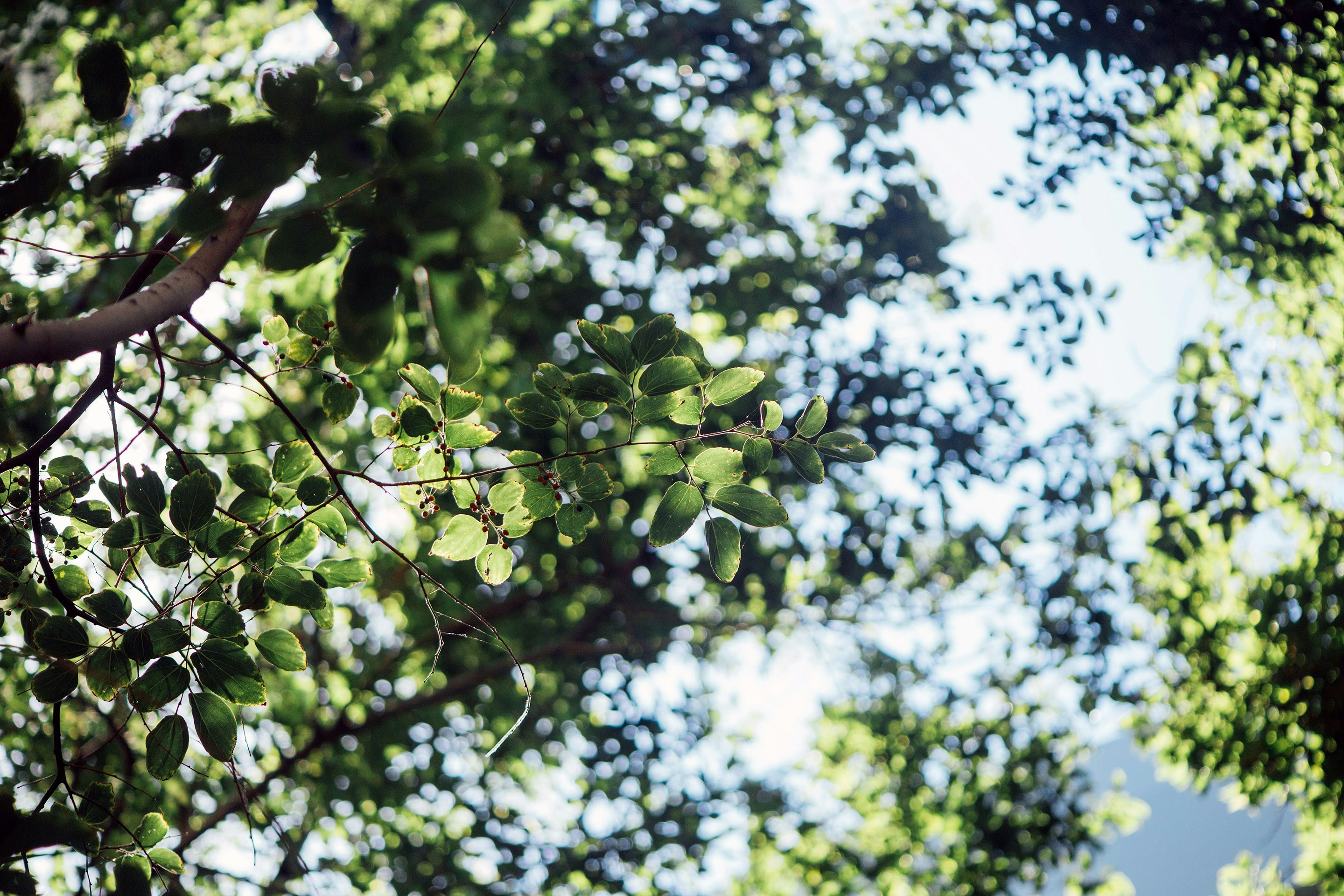 Upward View of Tree Canopy