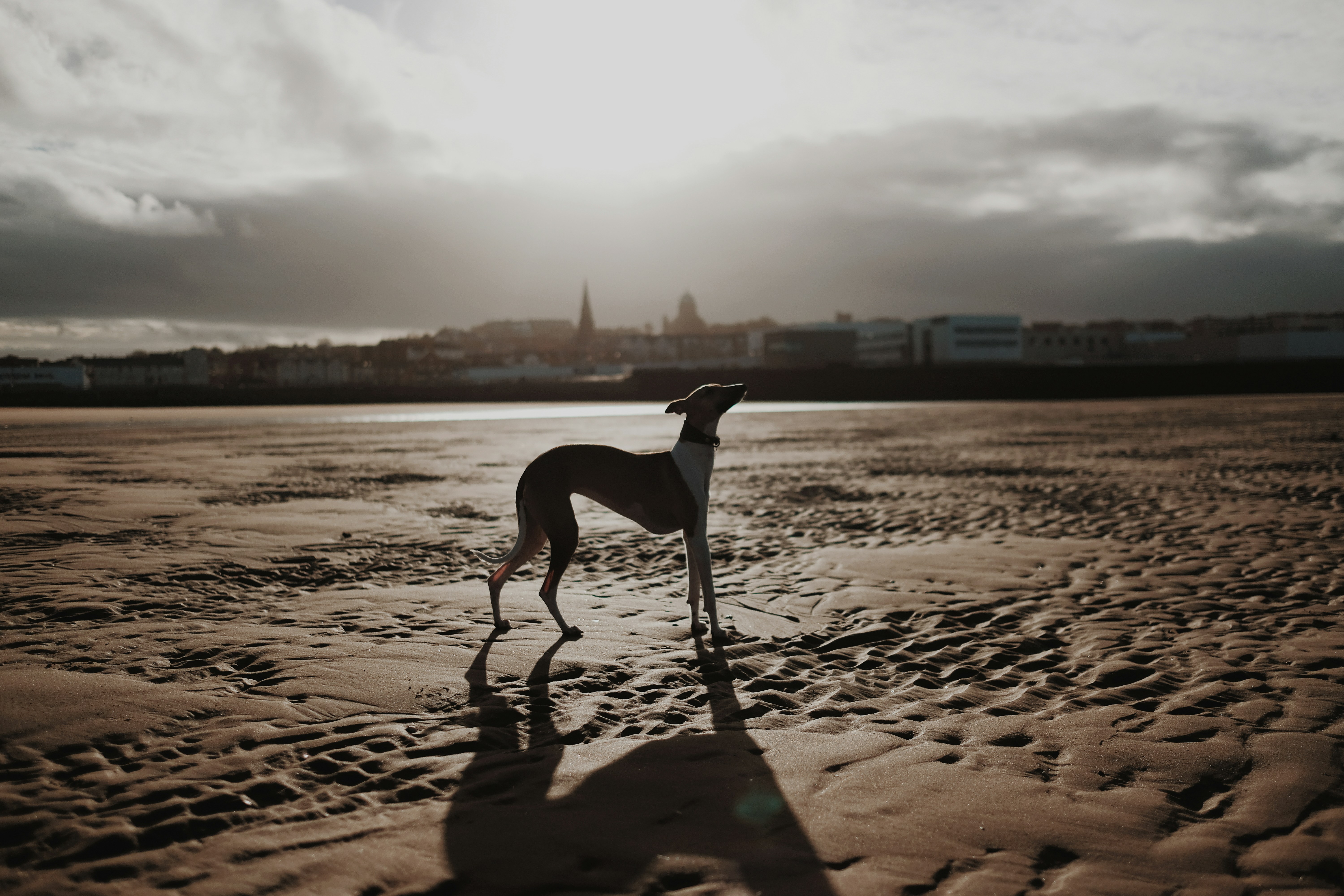 Greyhound Standing on Beach