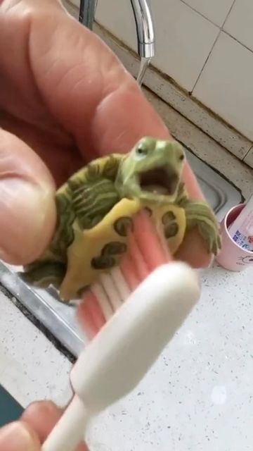 Brushing a Tiny Baby Turtle