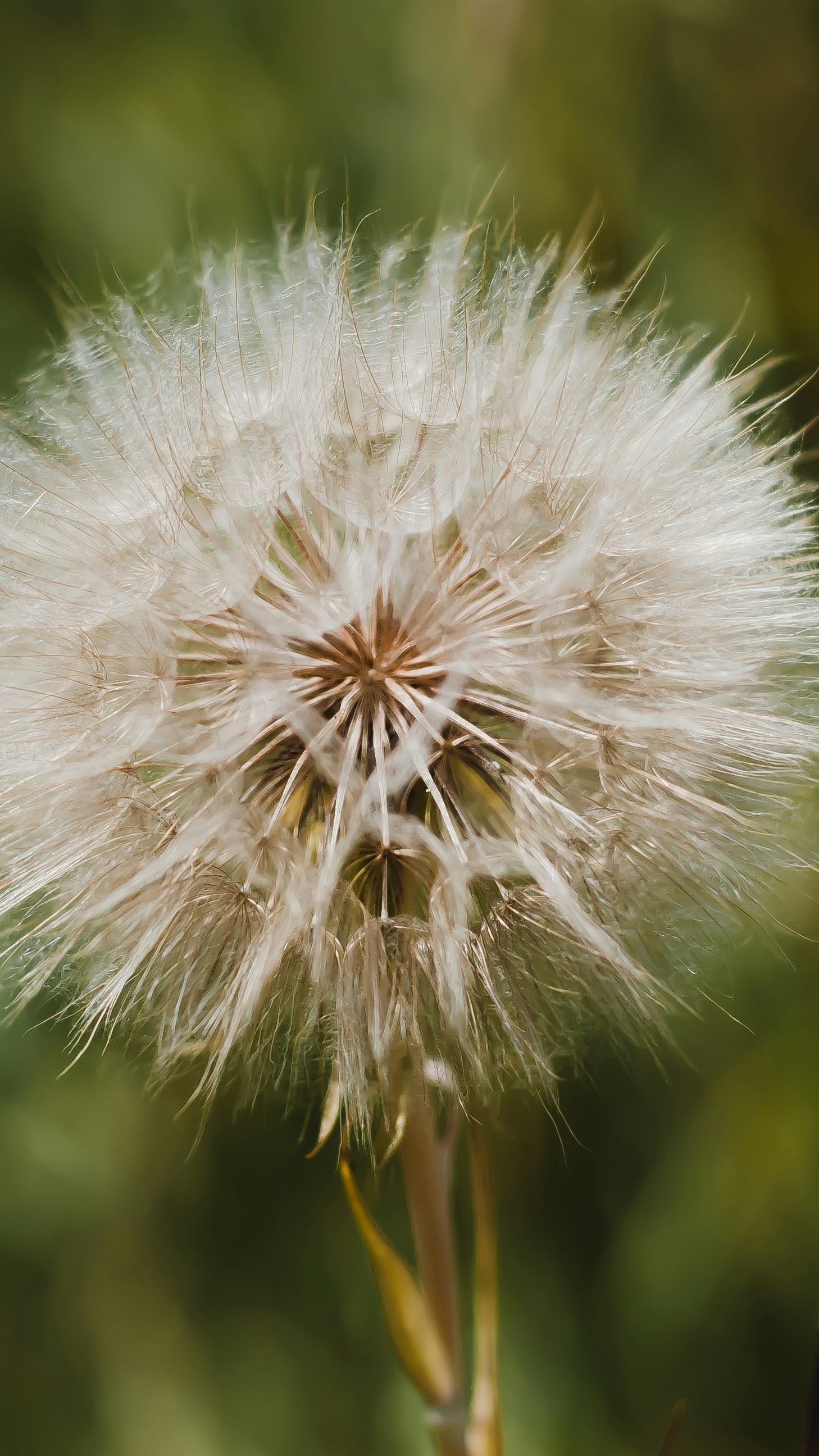 Close-up of Dandelion Seed Head