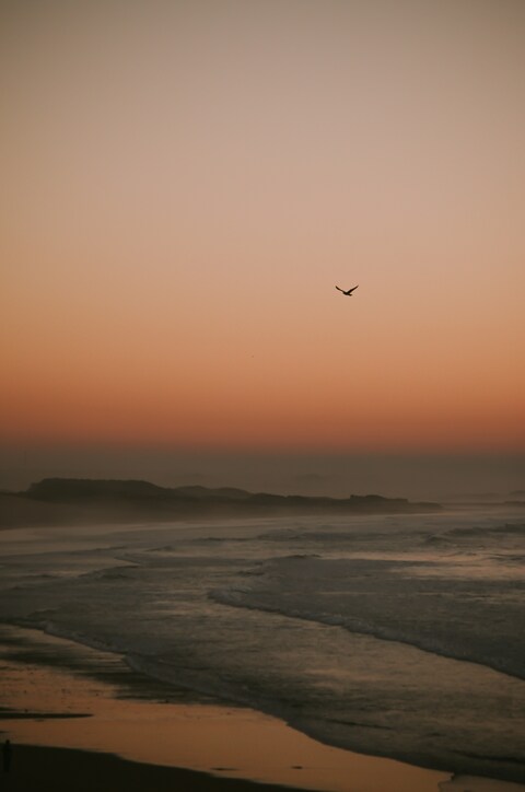 Bird Over Sea At Sunset