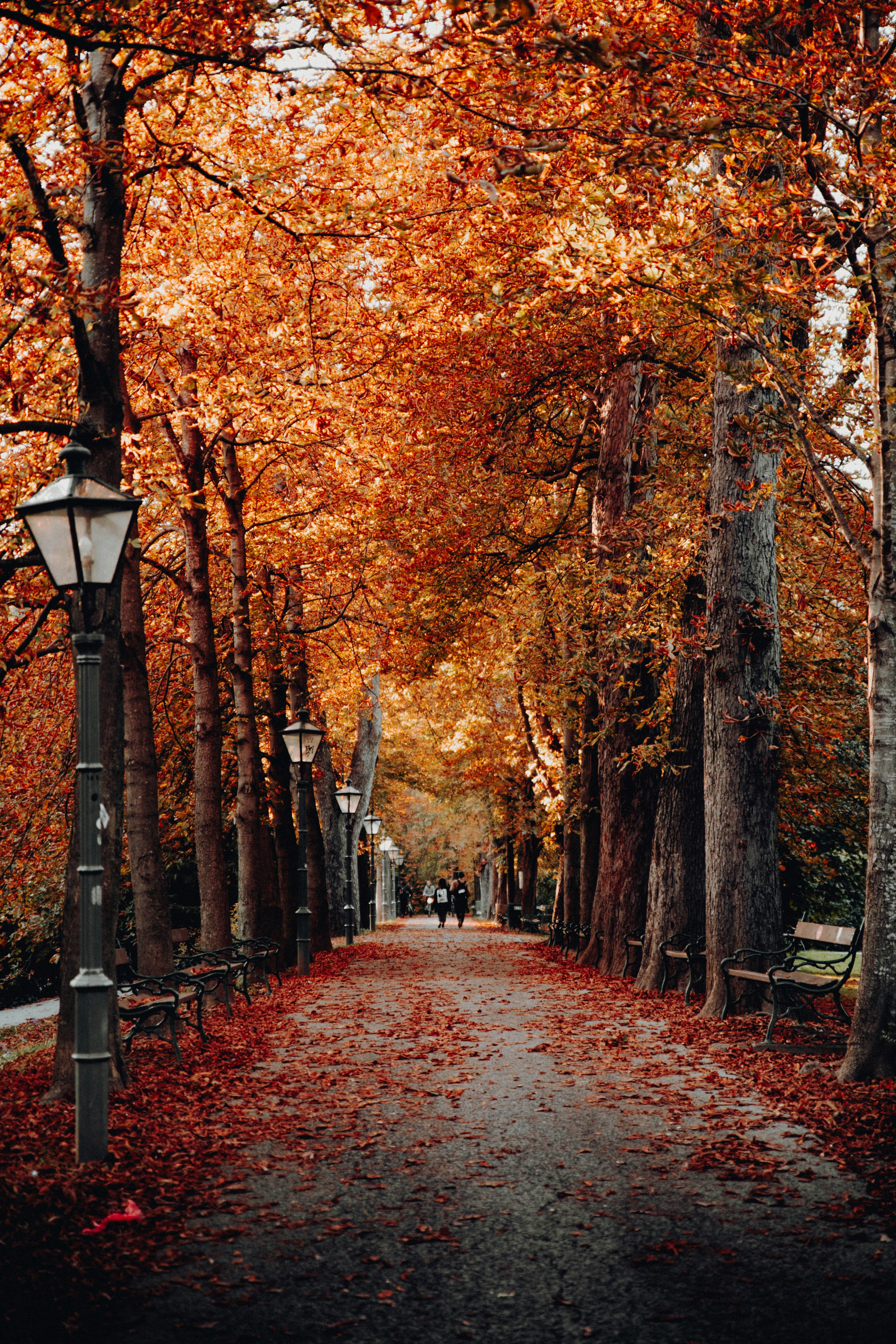Autumn Tree-lined Park Path