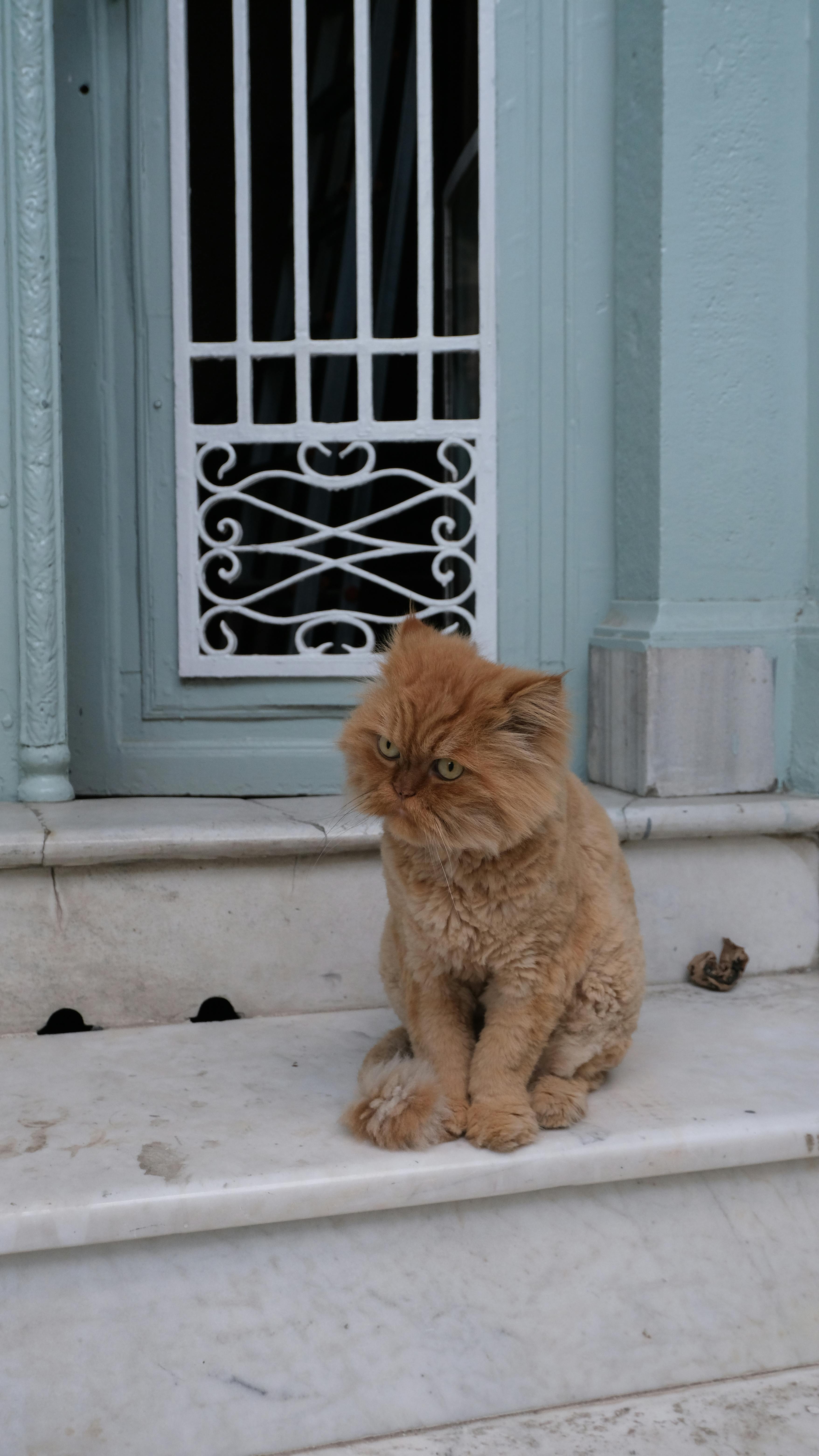 Ginger Persian Cat on Doorstep