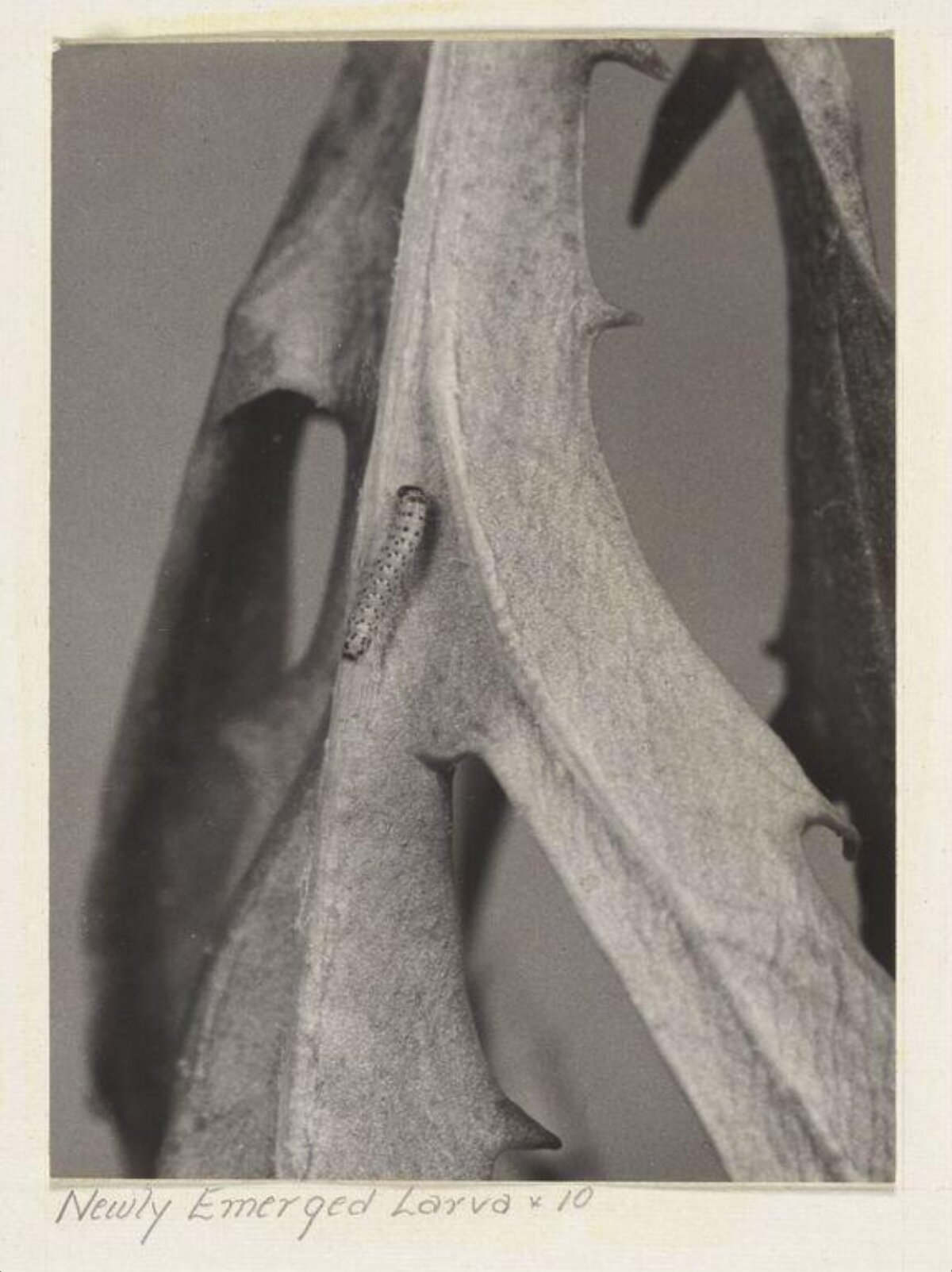 Newly Emerged Larva on Plant Stem
