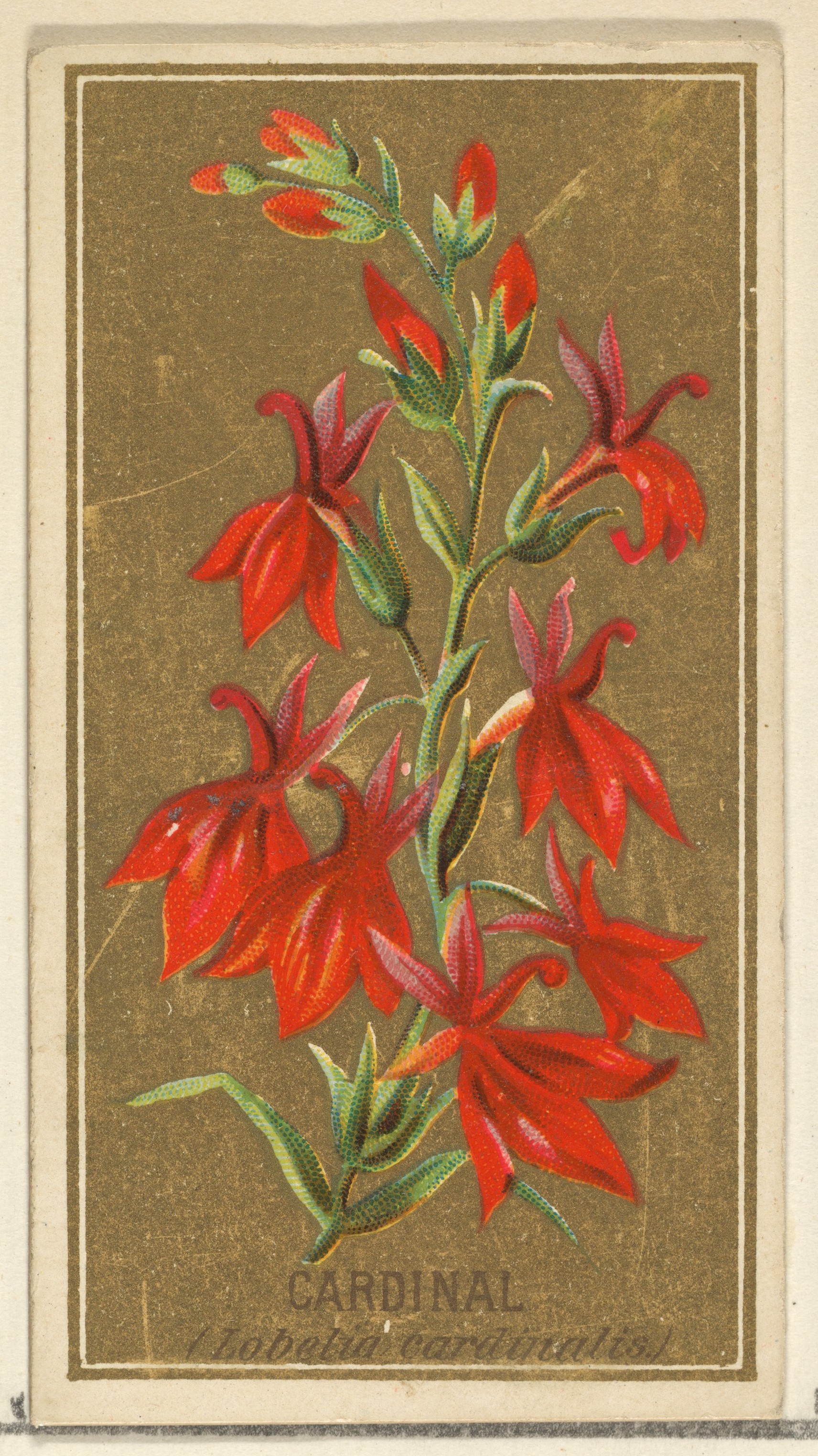 Cardinal Flower Botanical Illustration