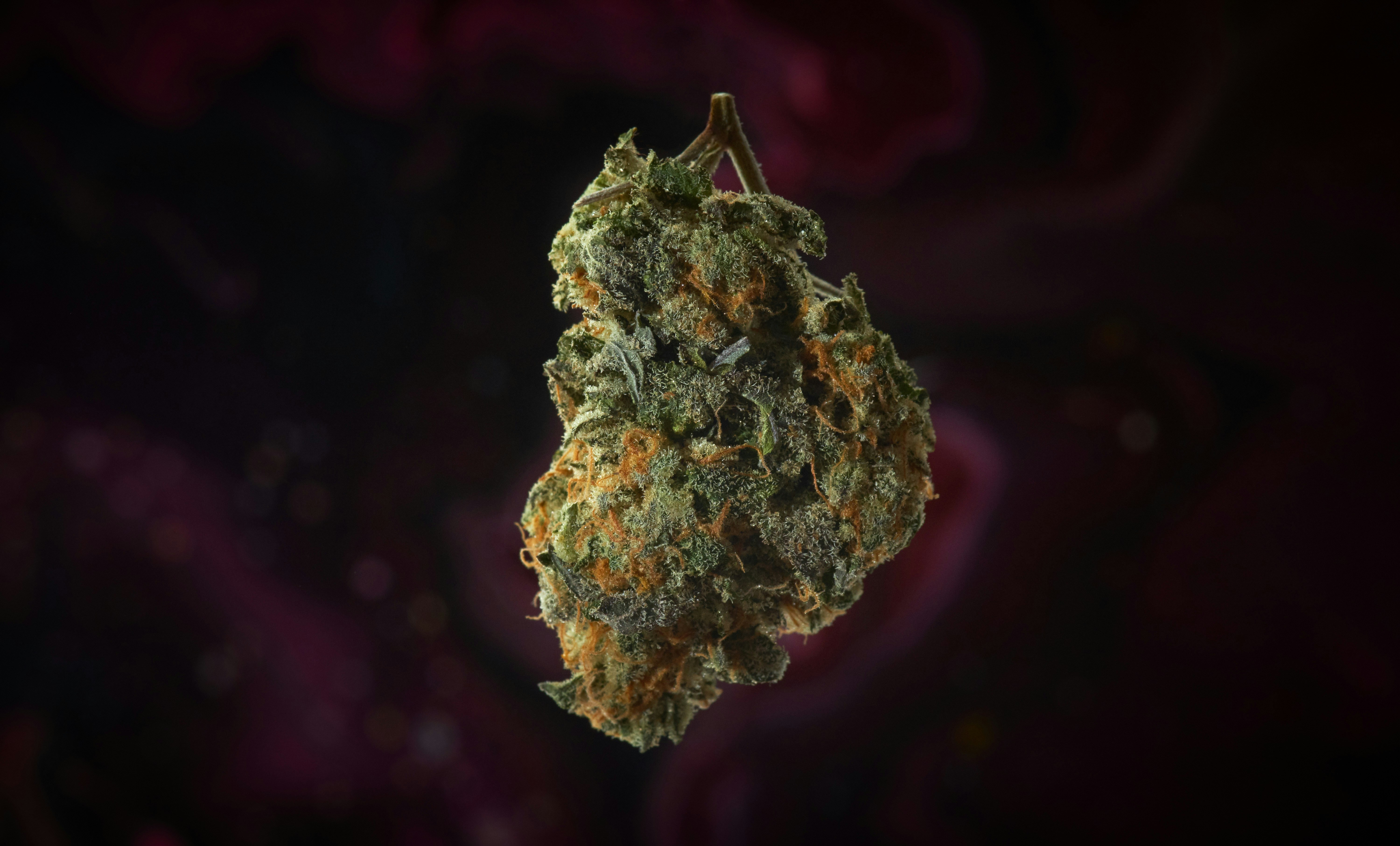 Dried Cannabis Bud Close-up