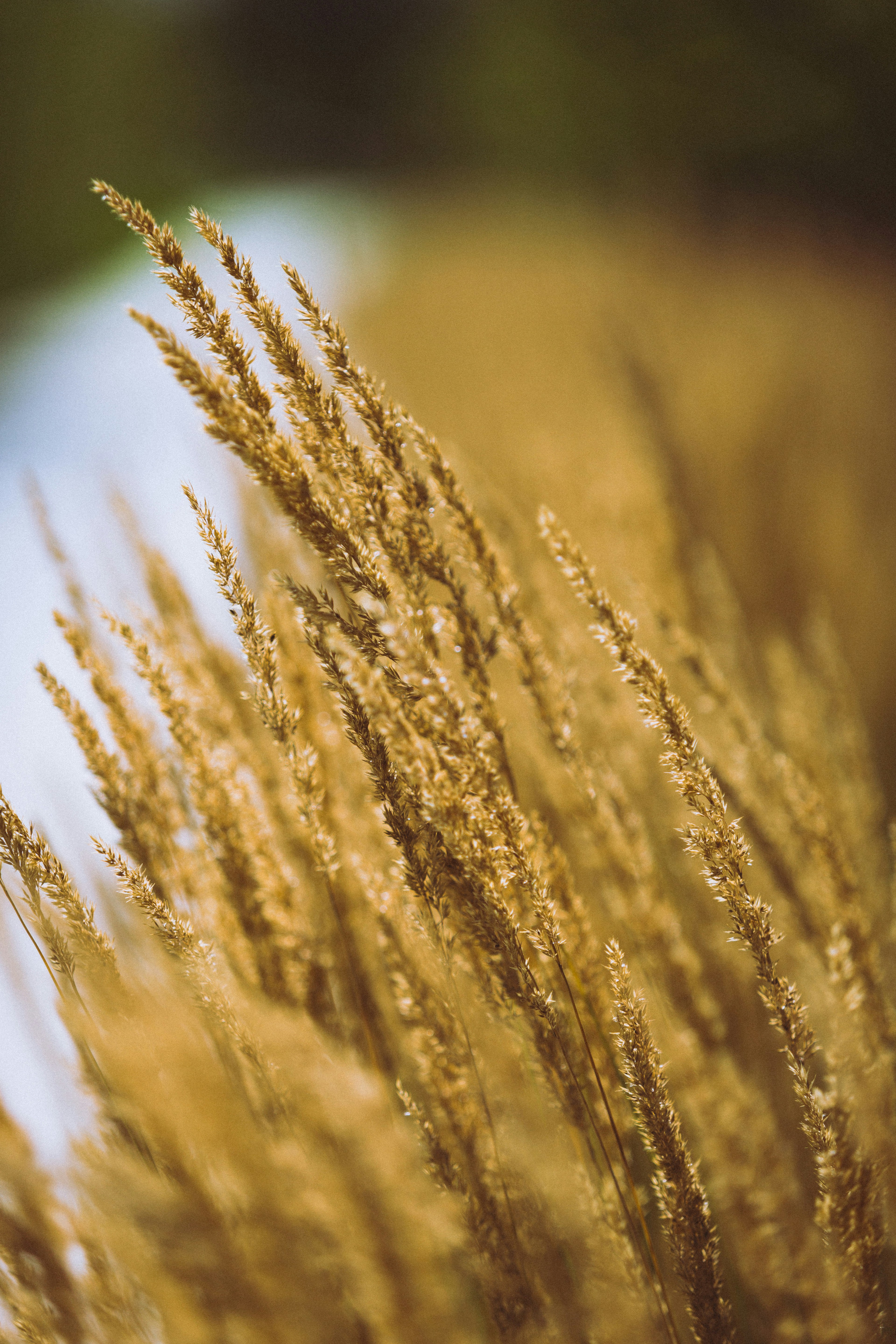 Sunlit Golden Dry Grasses
