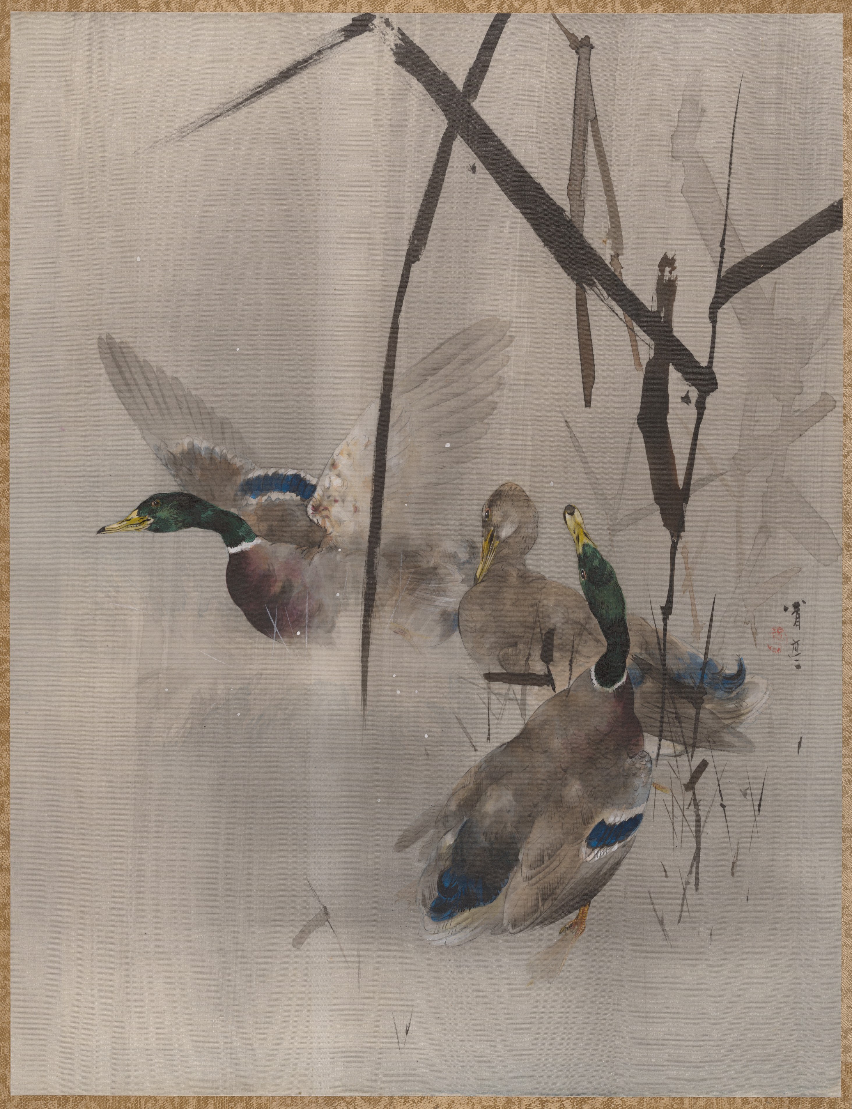 Reeds and Three Mallard Ducks