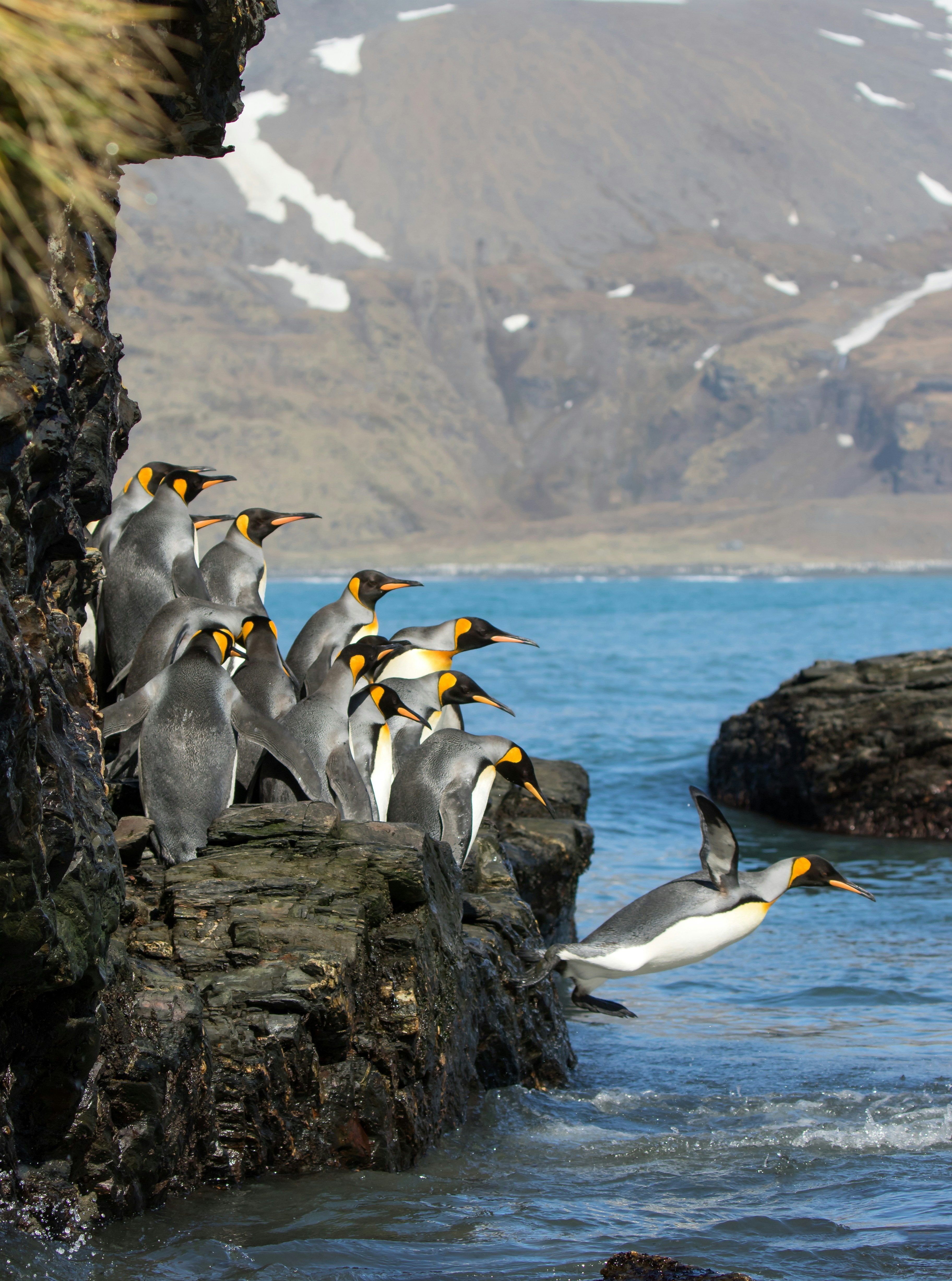 King Penguins Diving into Sea