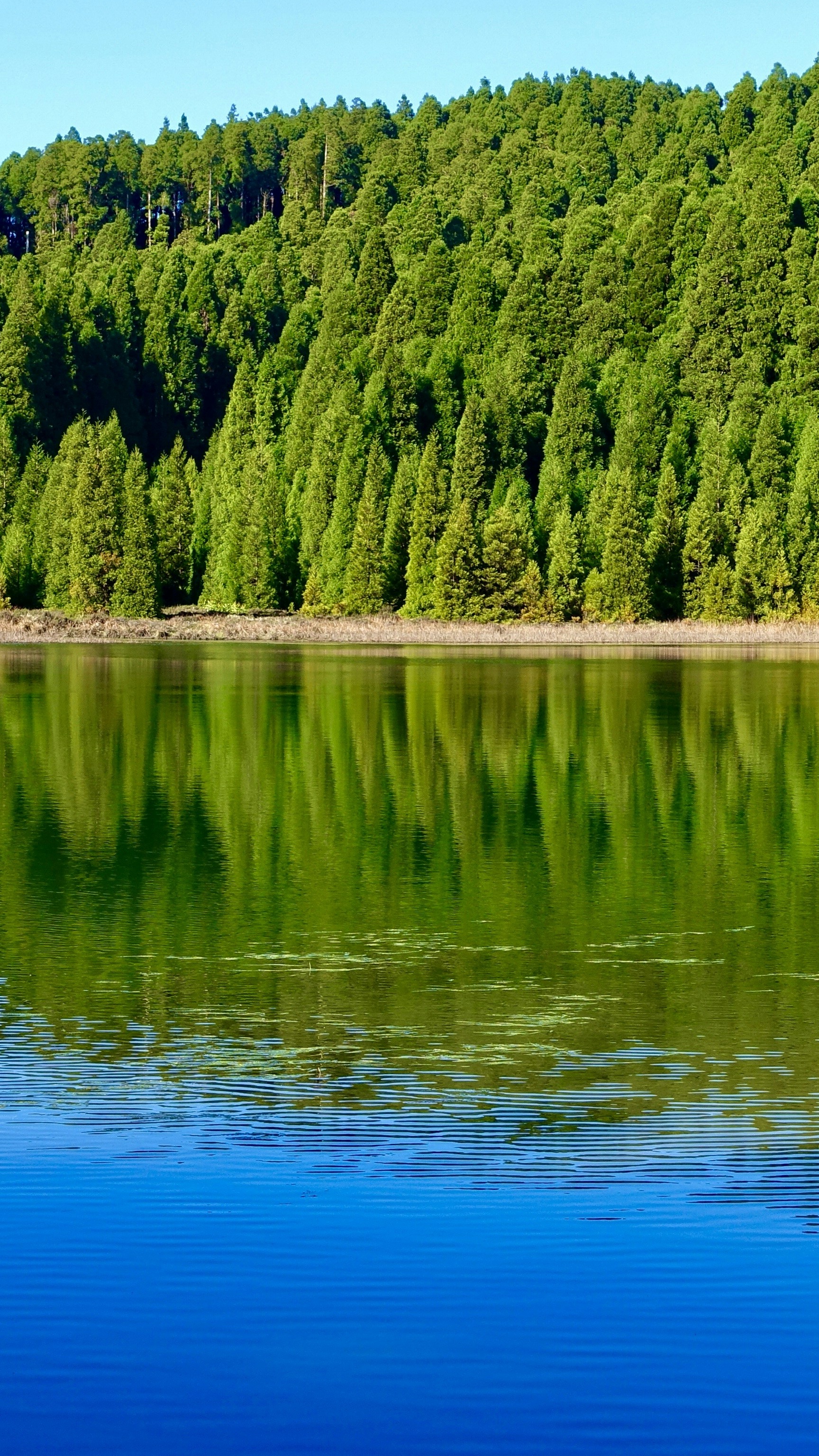 Forest Reflected in Calm Lake
