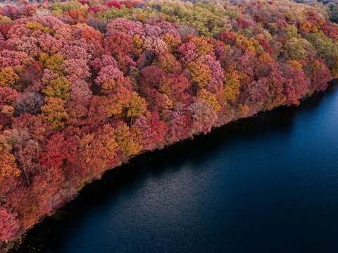 Aerial View of Autumn Lakeside Forest