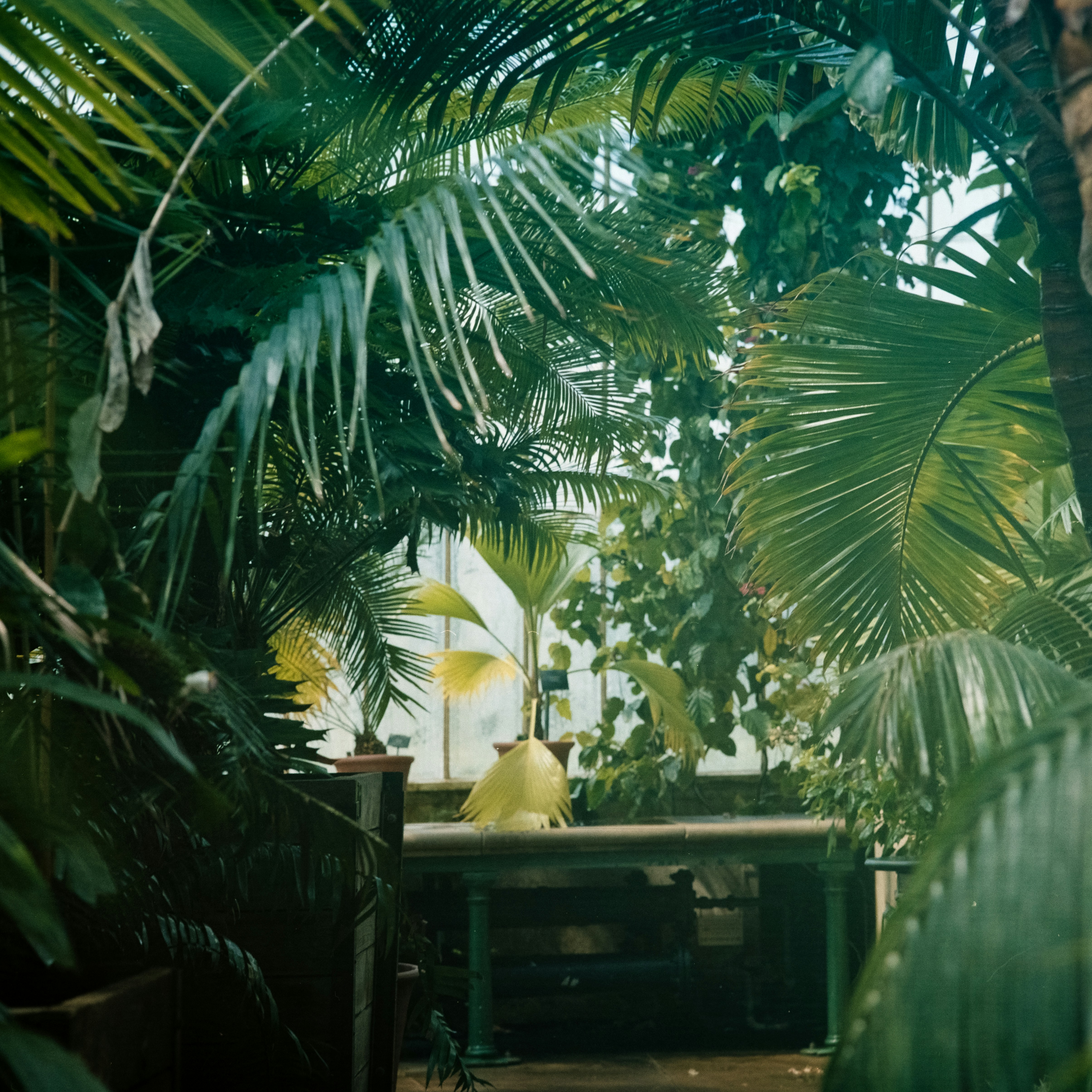 Tropical Plants in Greenhouse