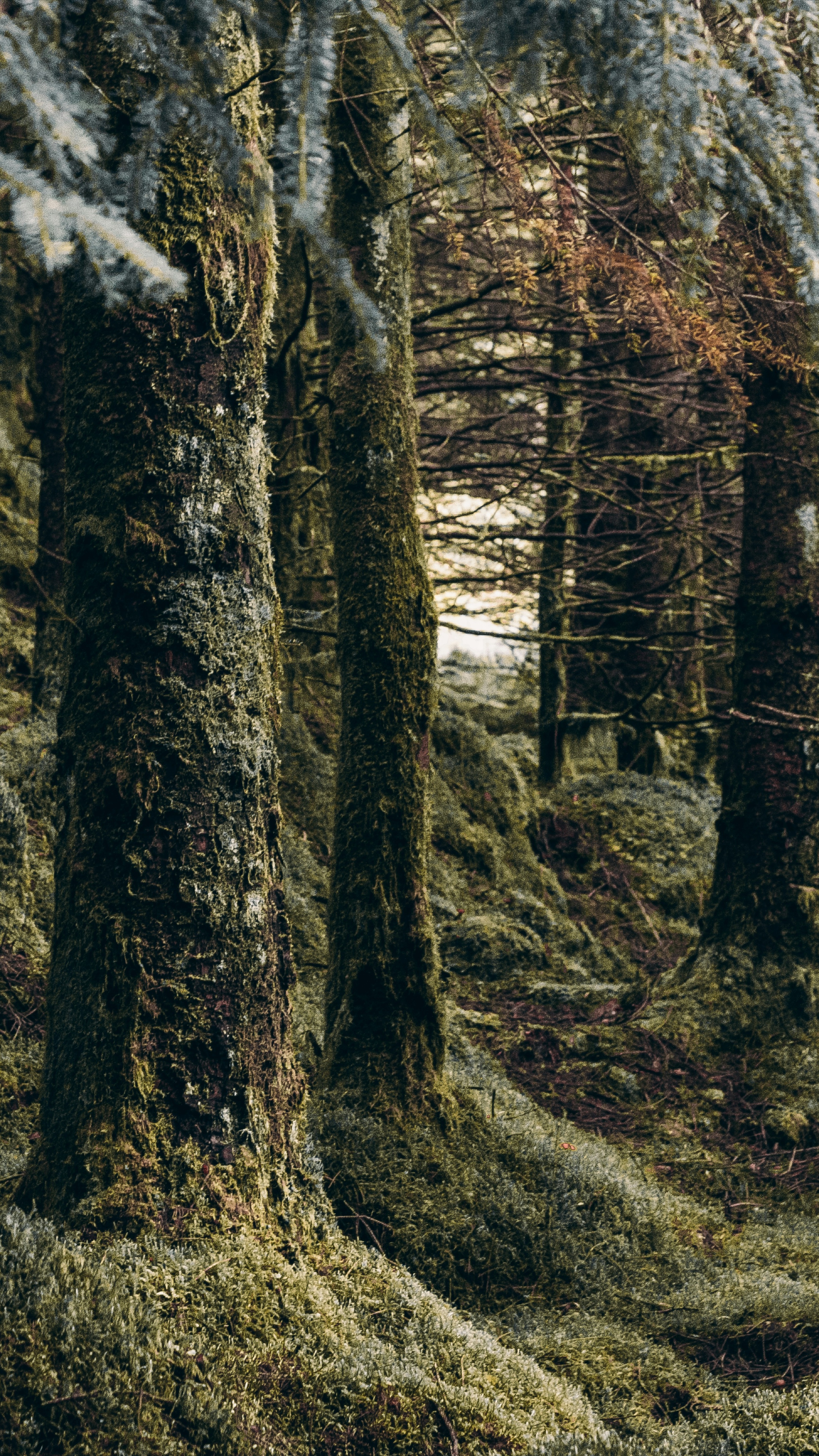 Mossy Conifer Forest