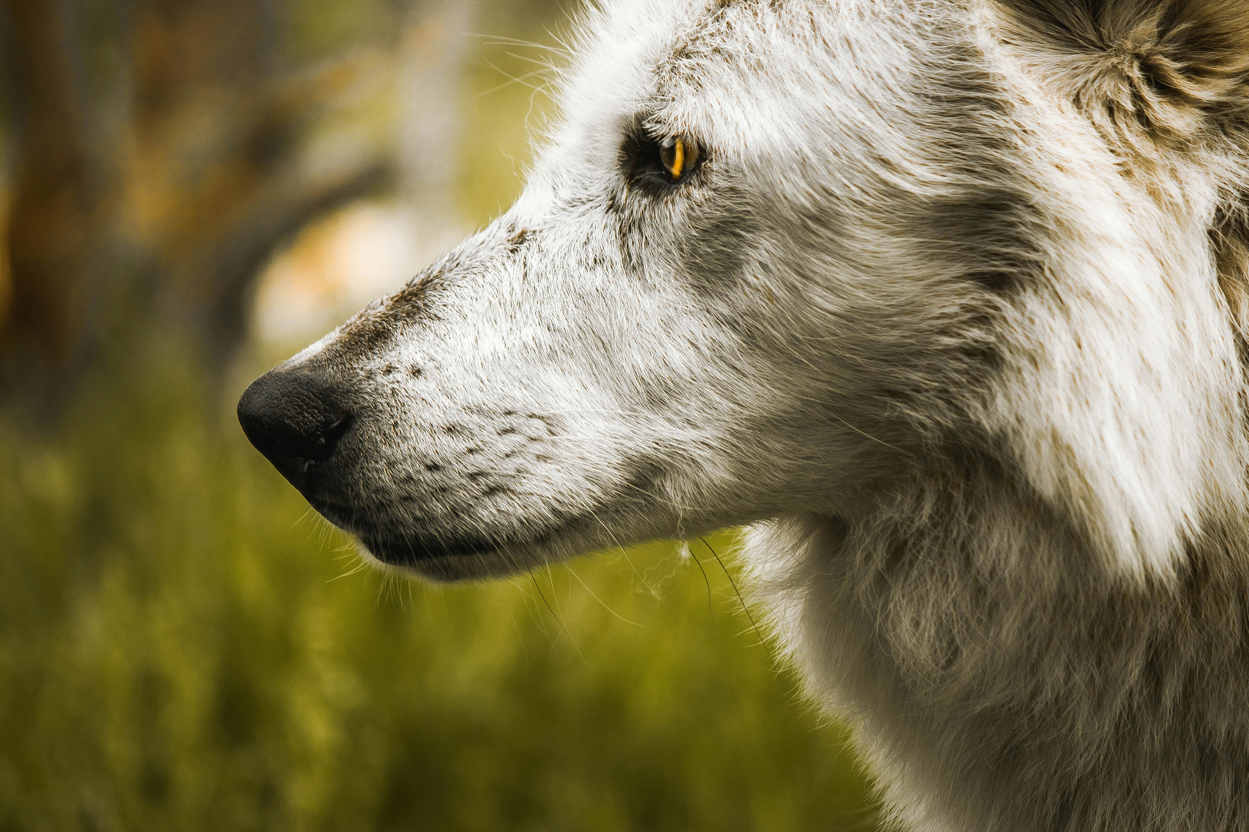 Side Profile of a White Wolf