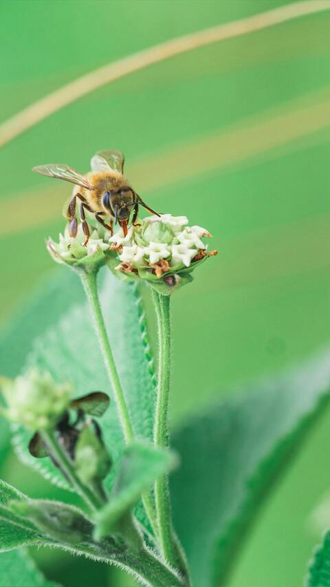 Honey Bee Collecting Nectar on Flower