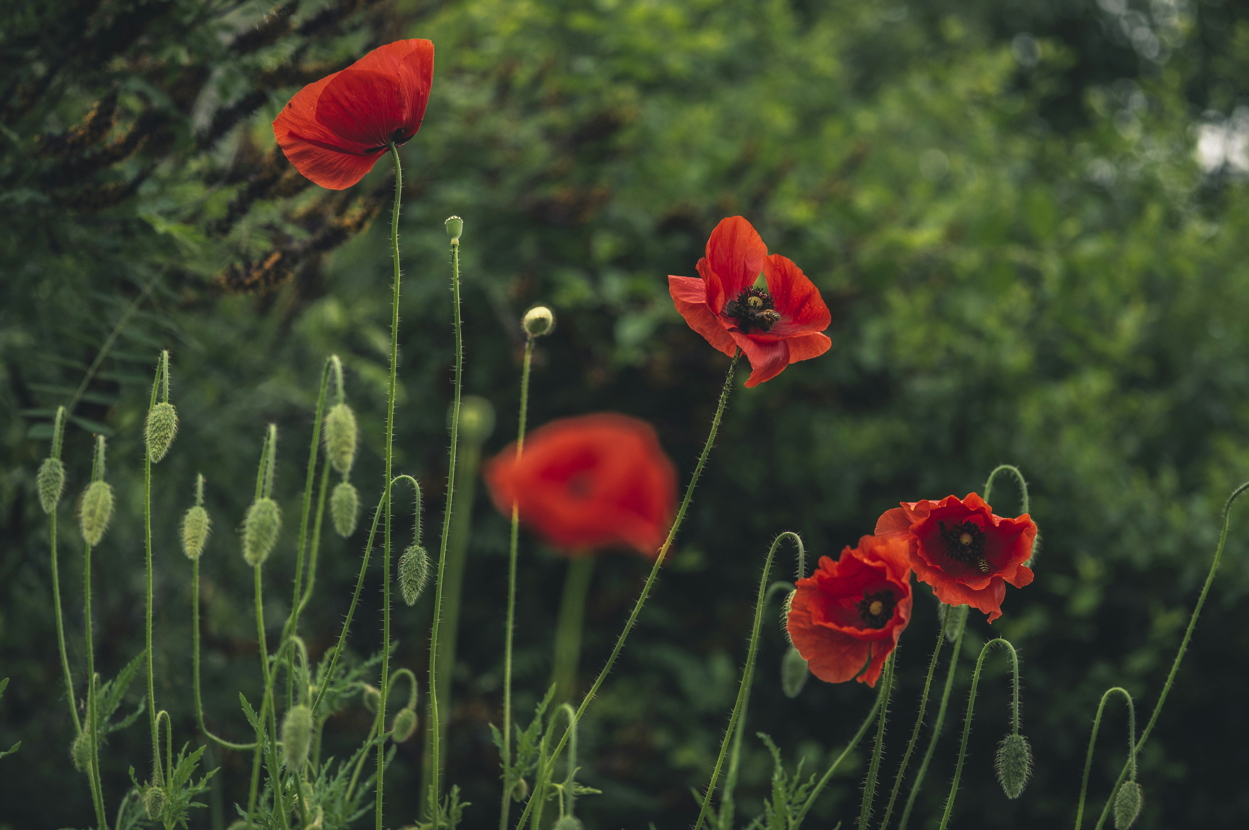 Red Poppies Growing Wild