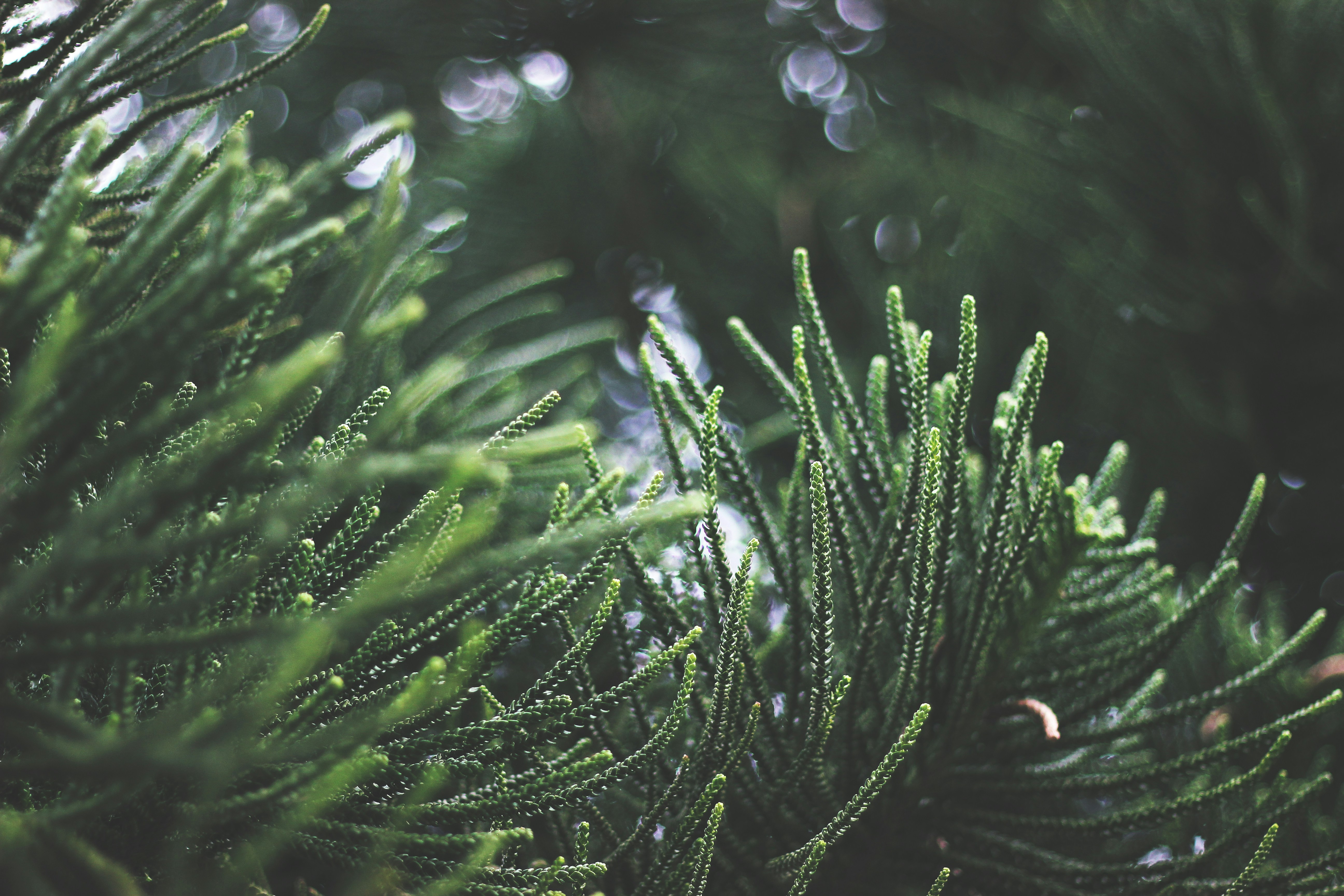 Close-up of Conifer Branches