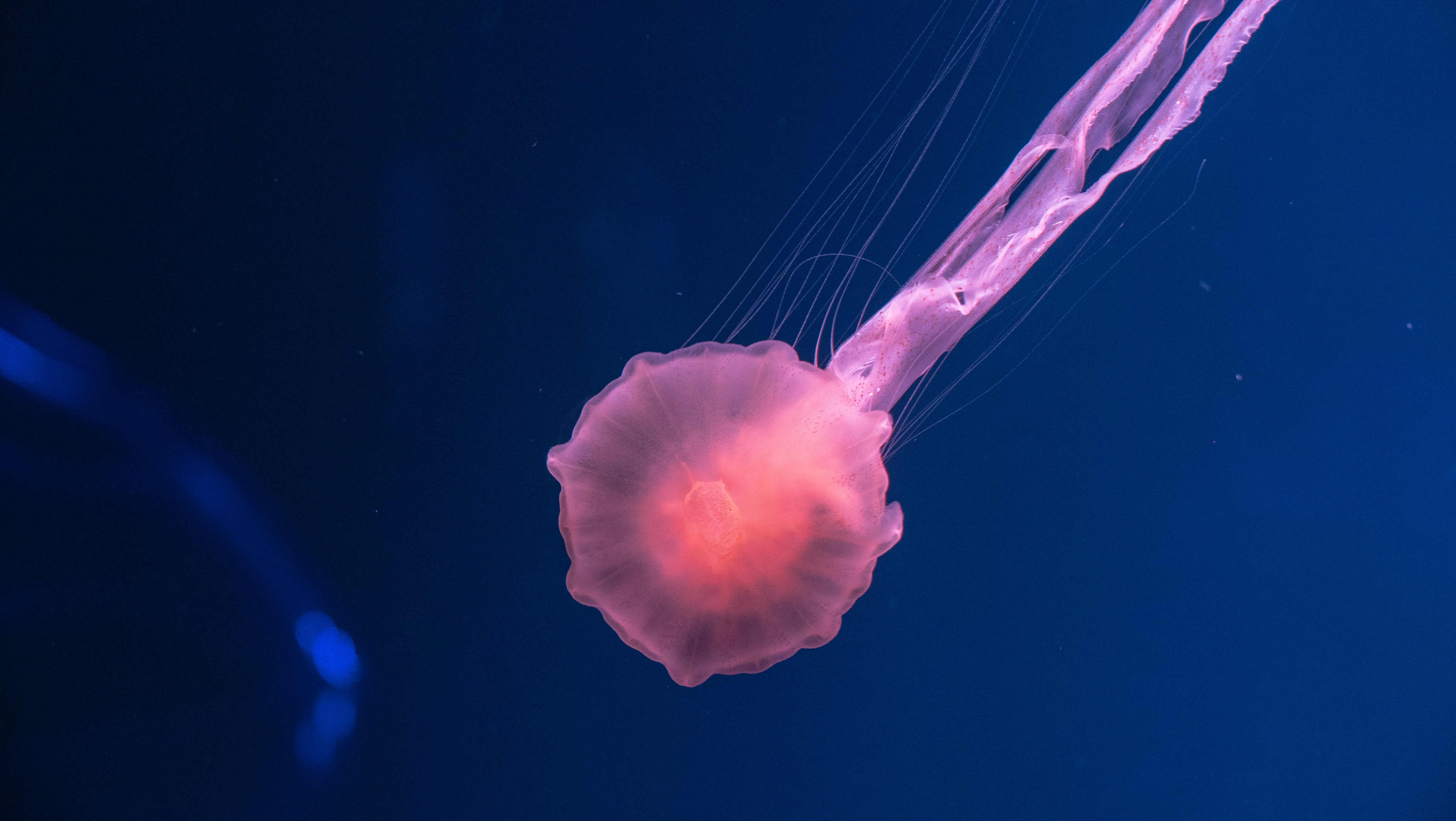 Pink Jellyfish in Deep Blue Water