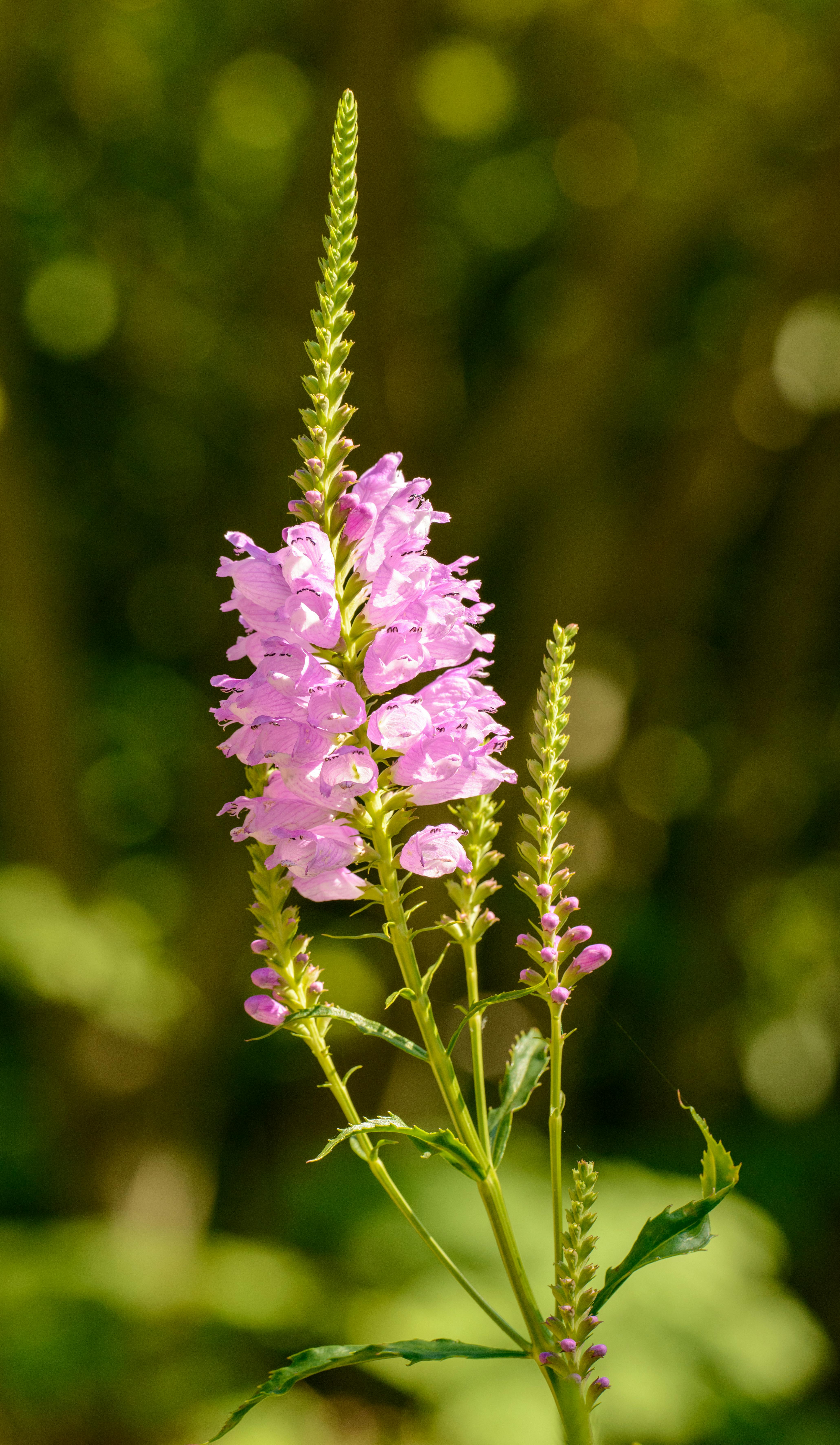 Blooming Pink Obedient Plant