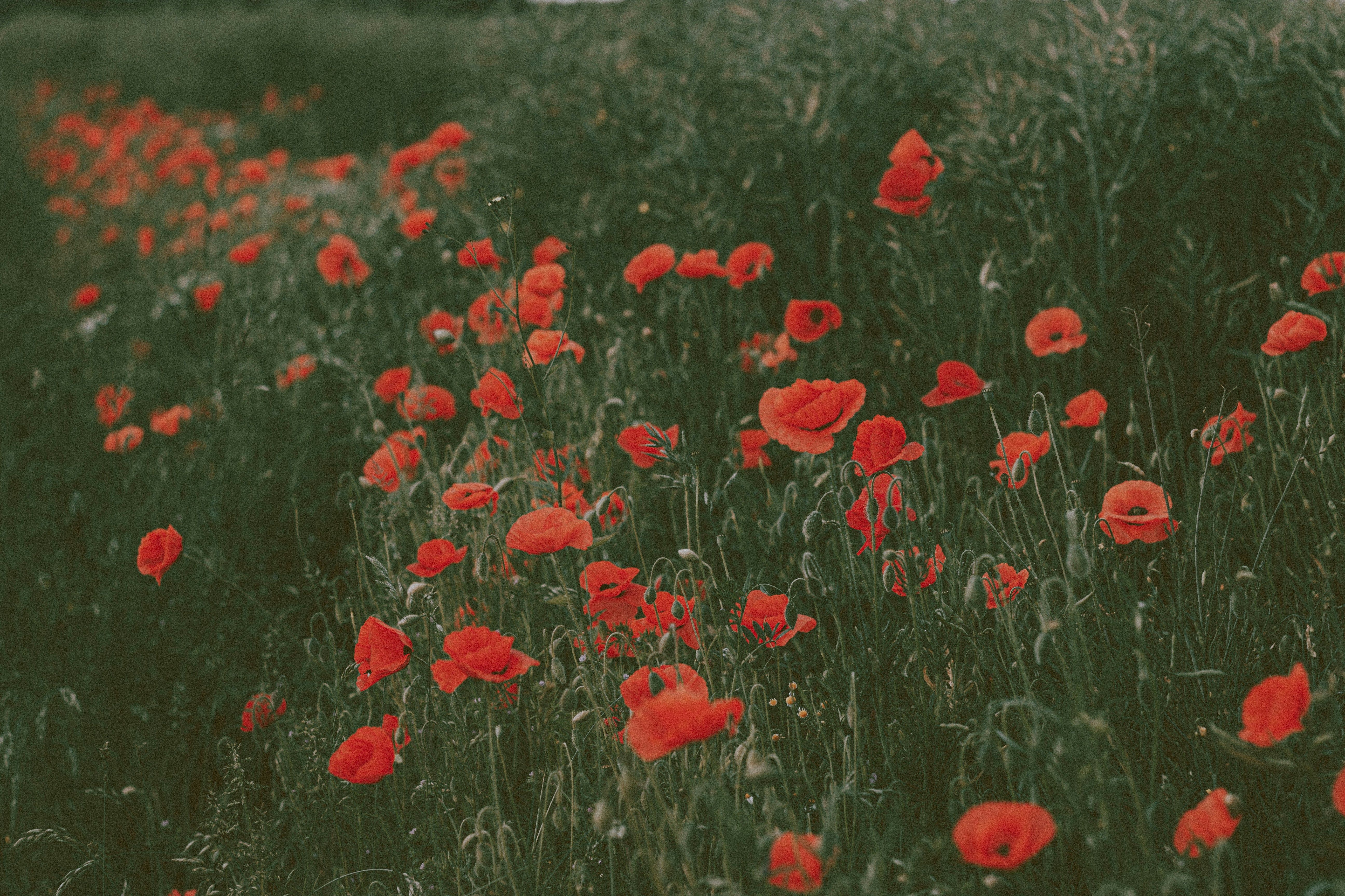 Red Poppy Field